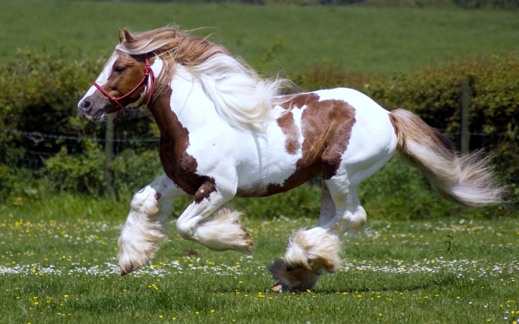 Beautiful Horses Running Wild Wallpapers