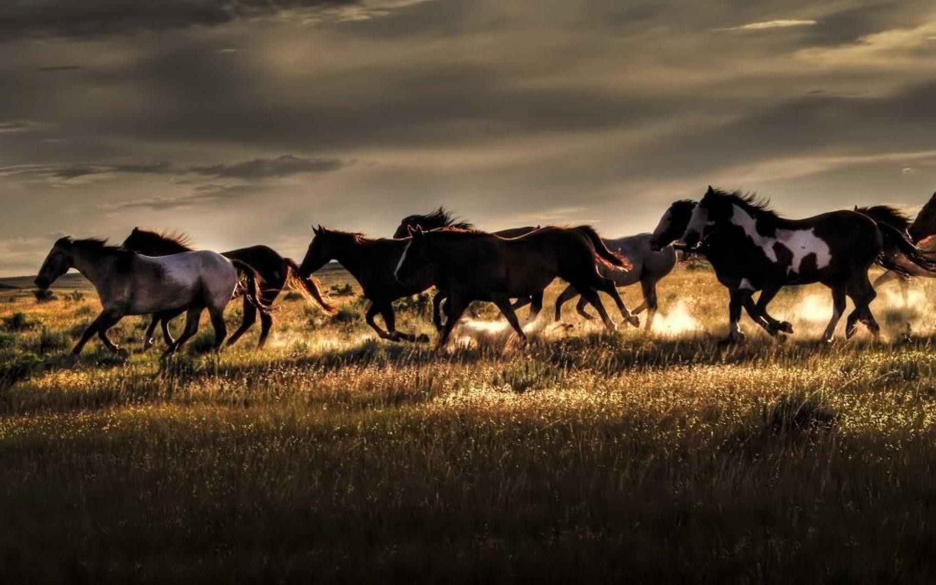 Beautiful Horses Running Wild Wallpapers