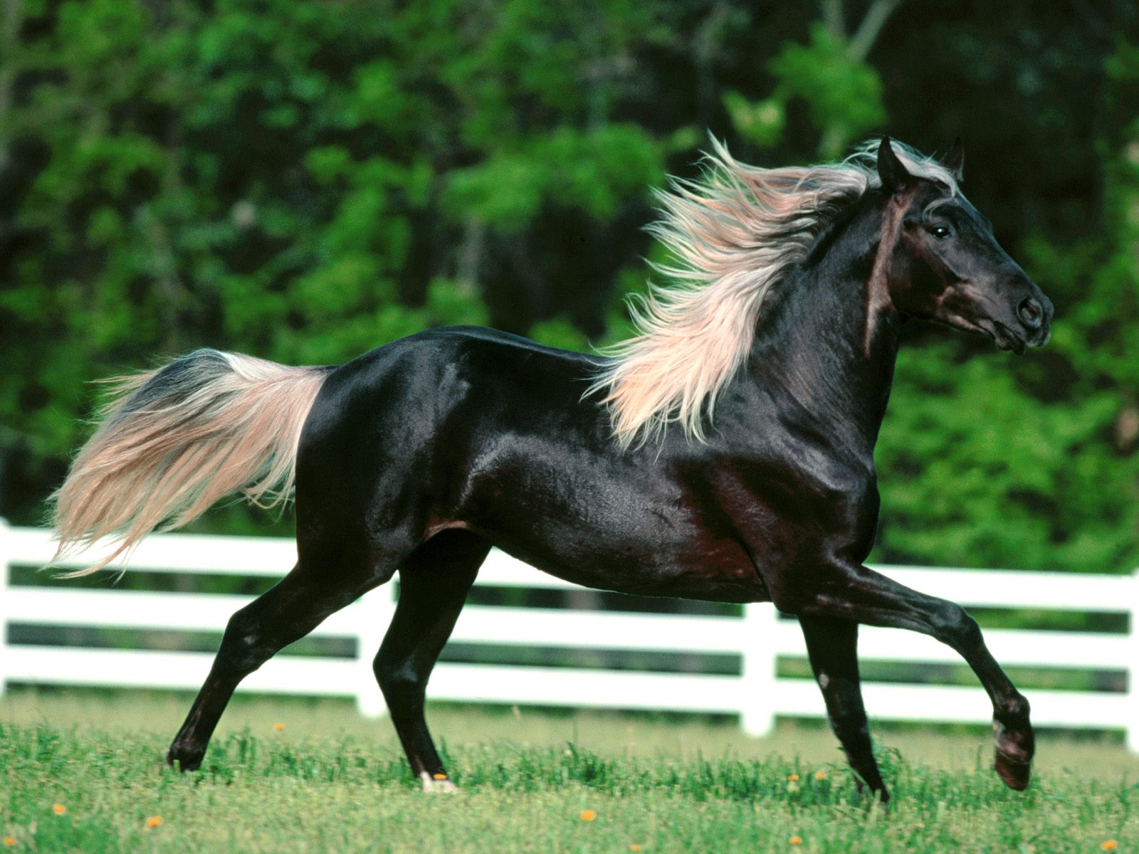 Beautiful Horses Running Wild Wallpapers