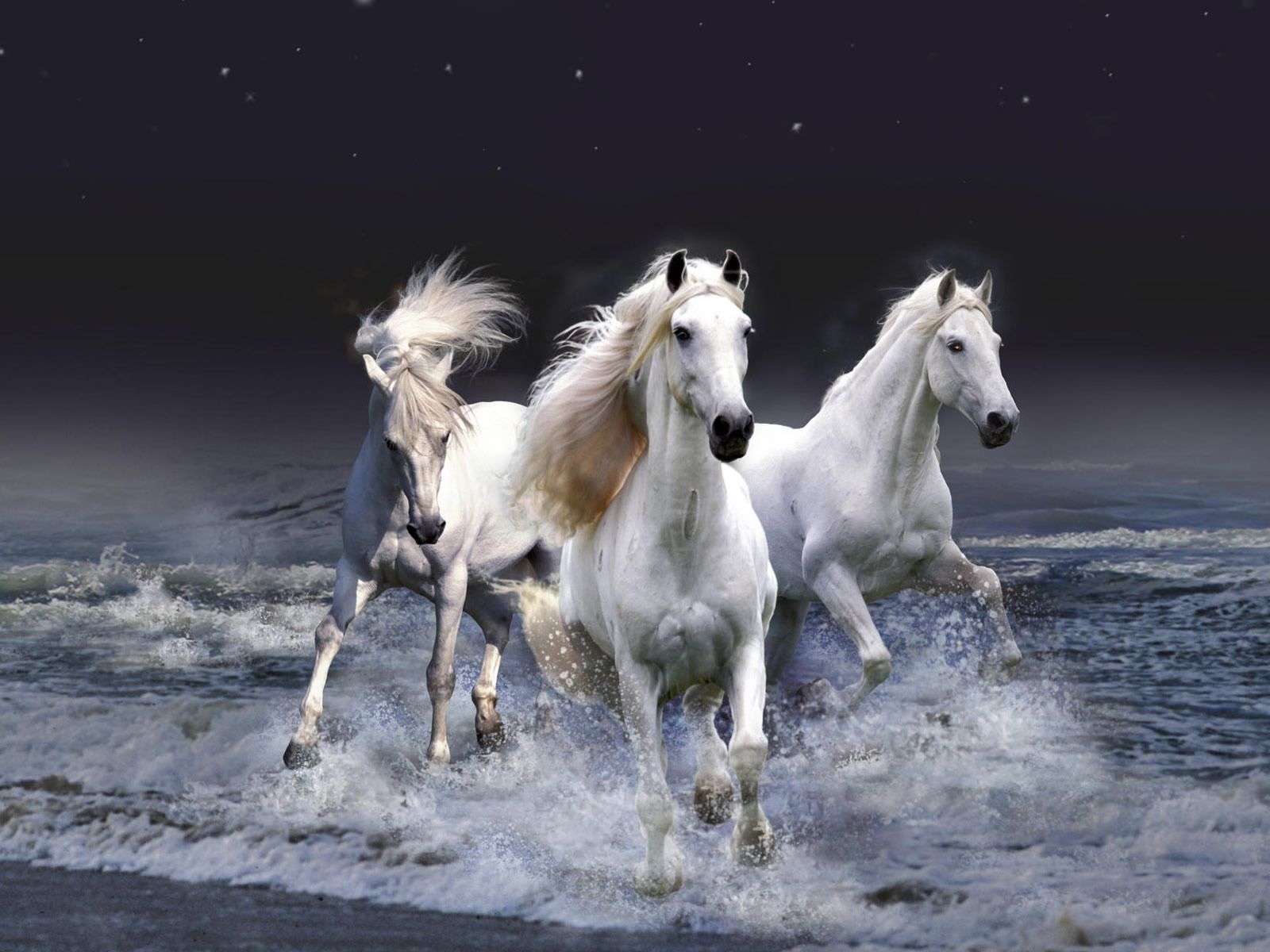 Beautiful Horses Wallpapers