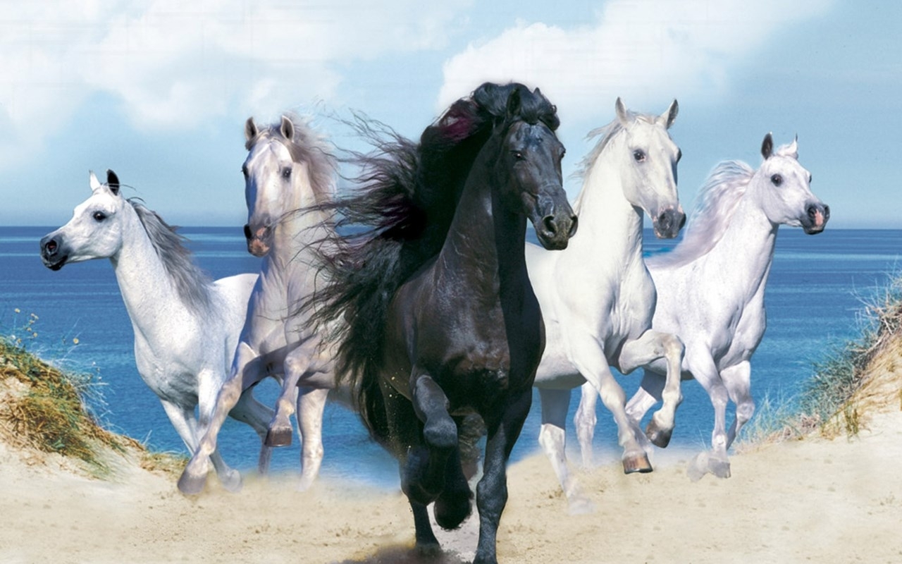 Beautiful Horses Wallpapers