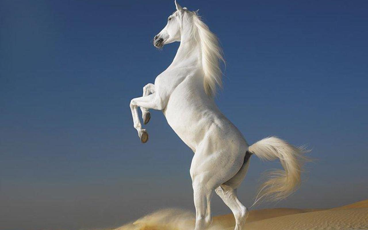 Beautiful Horses Wallpapers