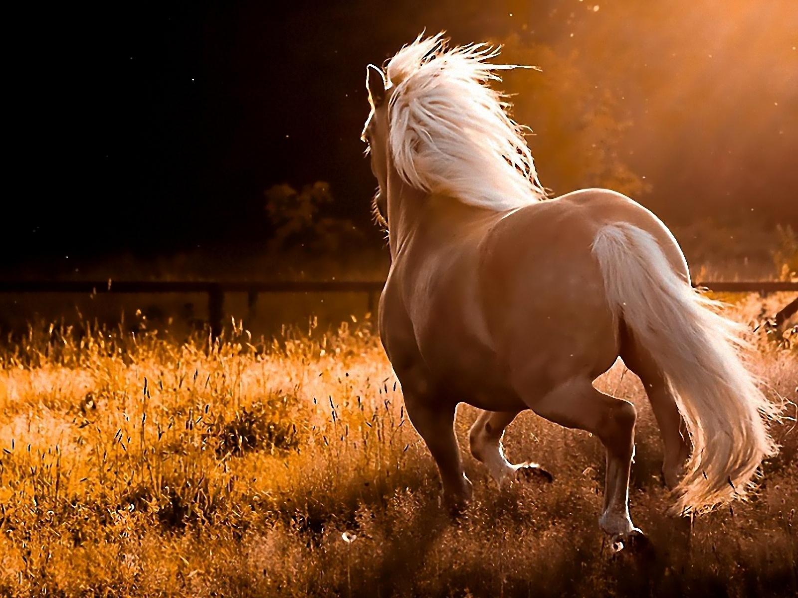 Beautiful Horses Wallpapers