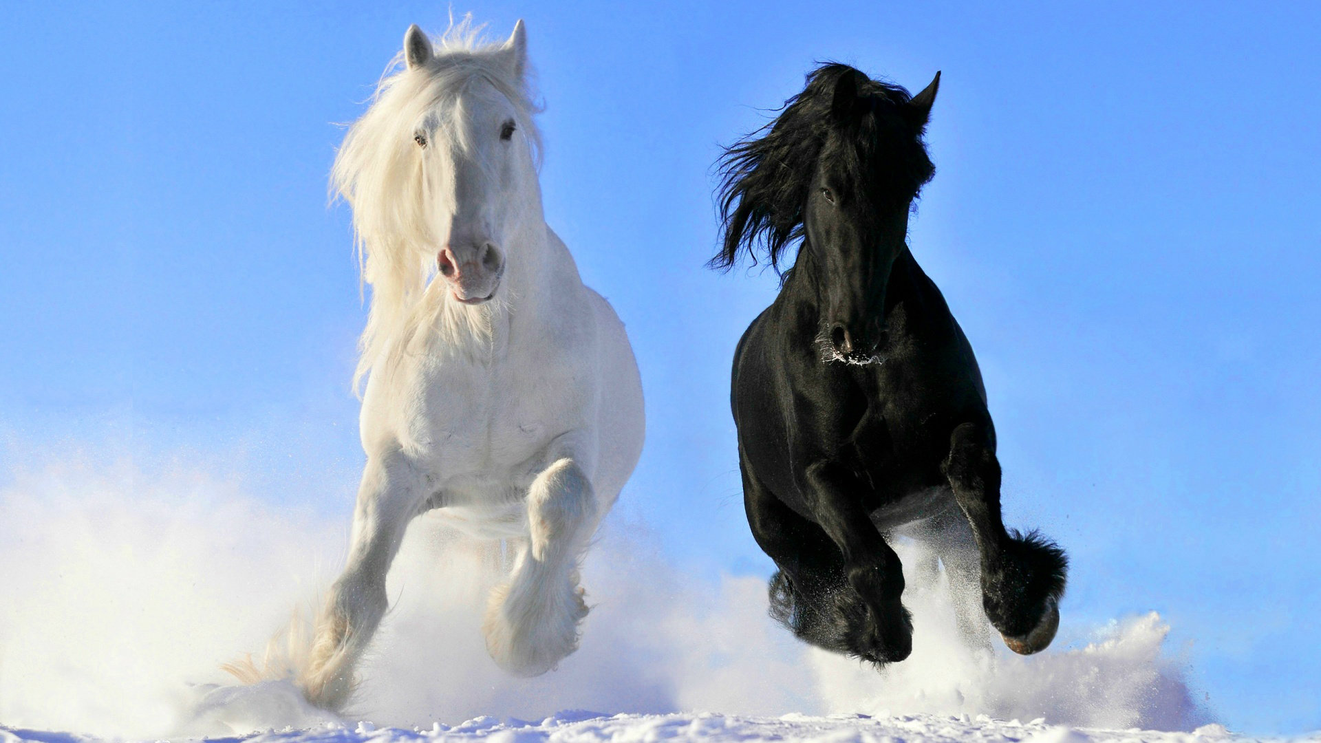 Beautiful Horses Wallpapers