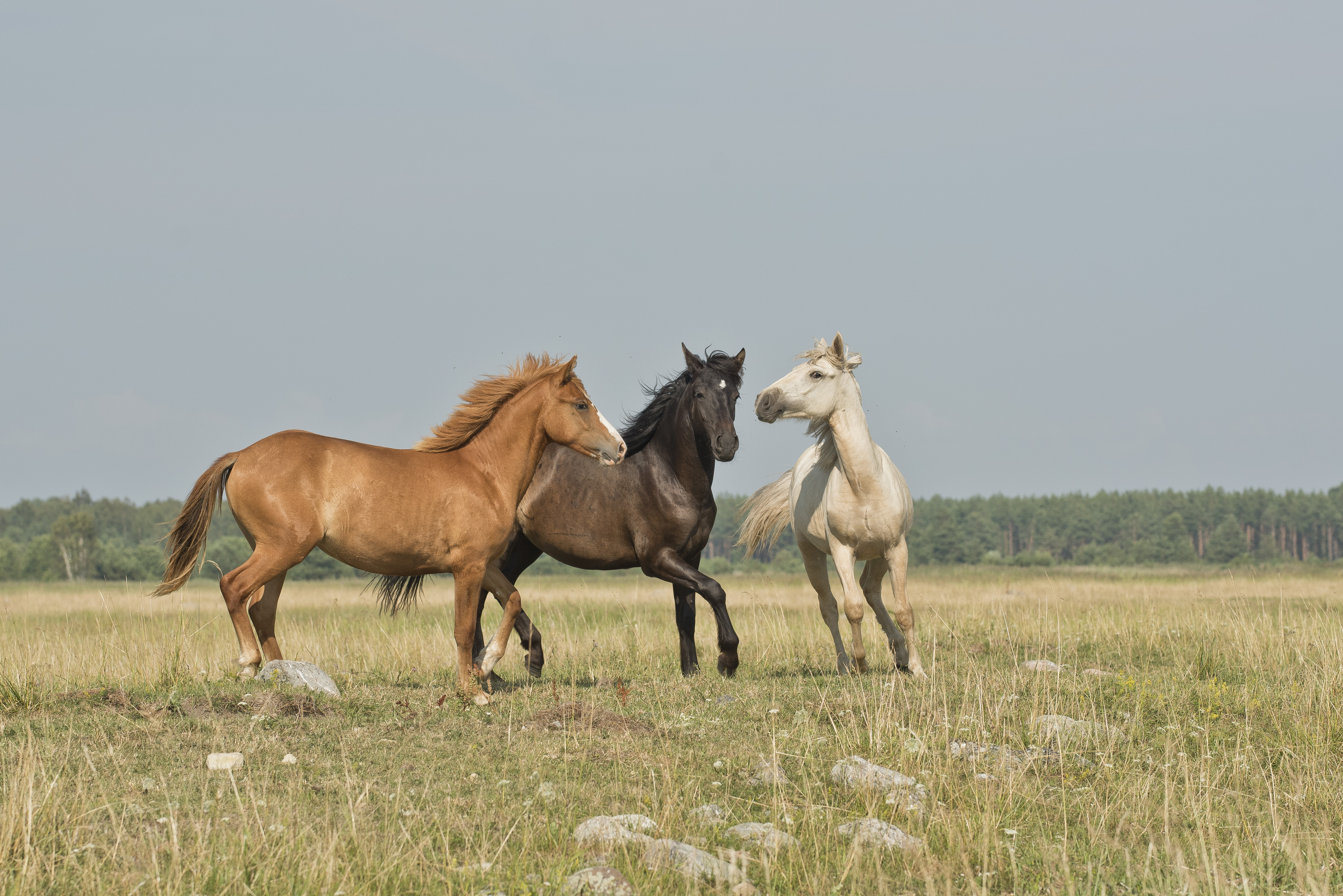 Beautiful Horses Wallpapers