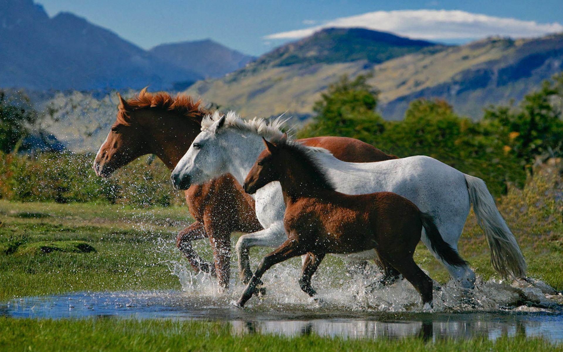 Beautiful Horses Wallpapers