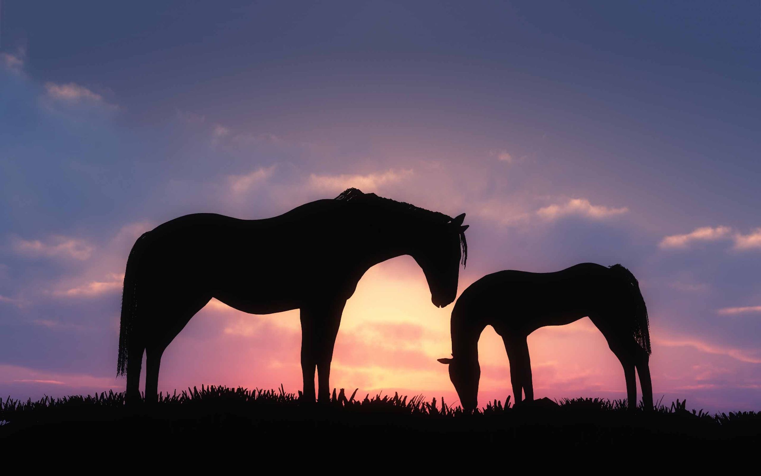 Beautiful Horses Wallpapers