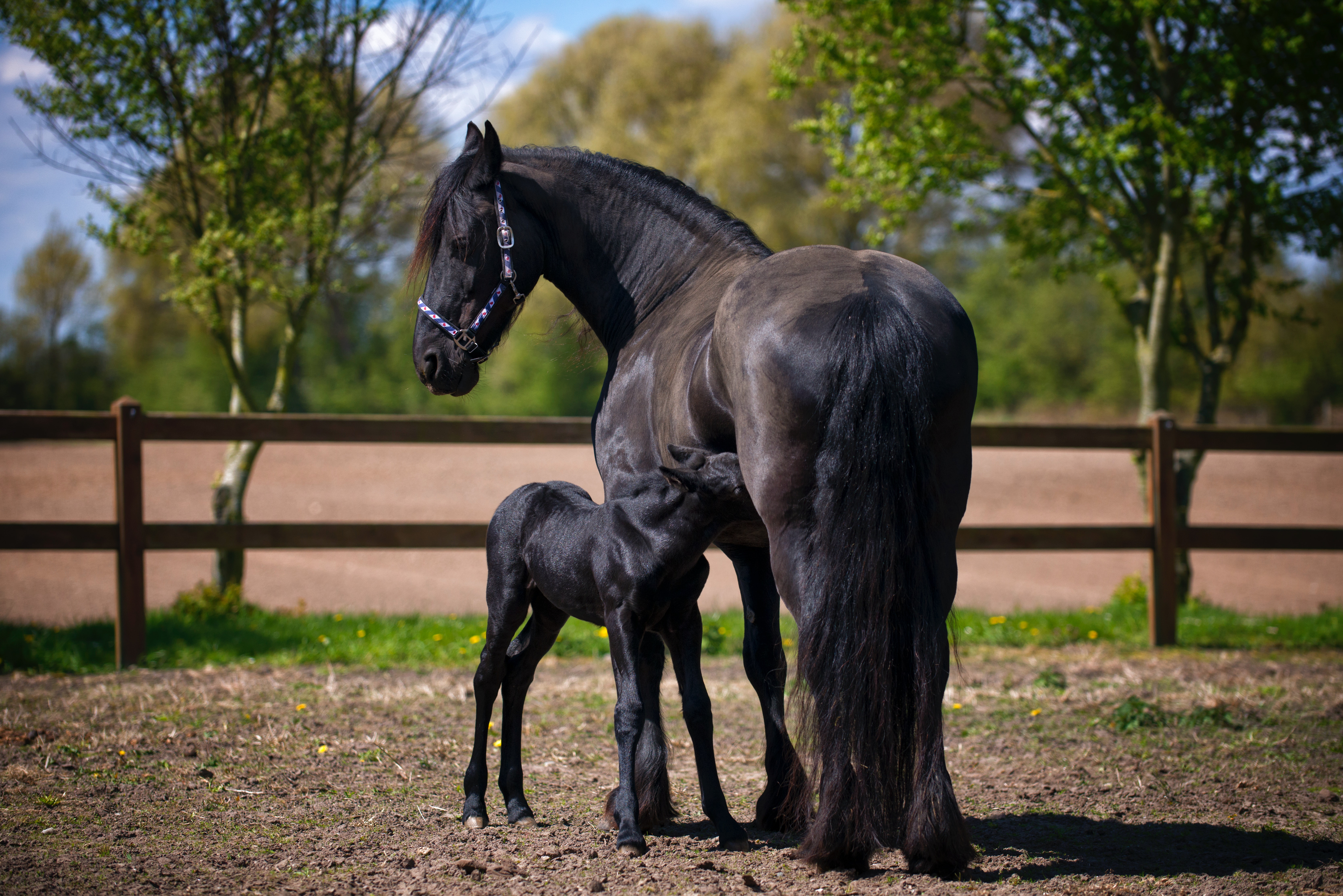 Beautiful Horses Wallpapers