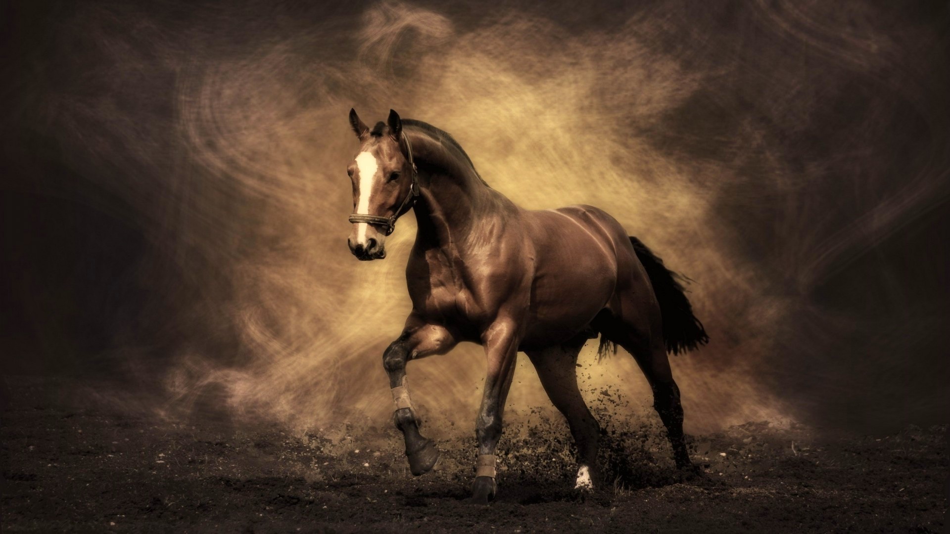 Beautiful Horses Wallpapers