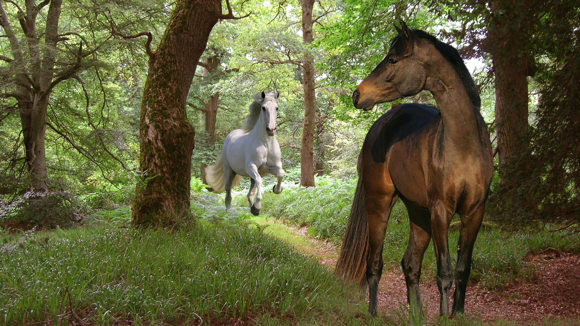 Beautiful Horses Wallpapers