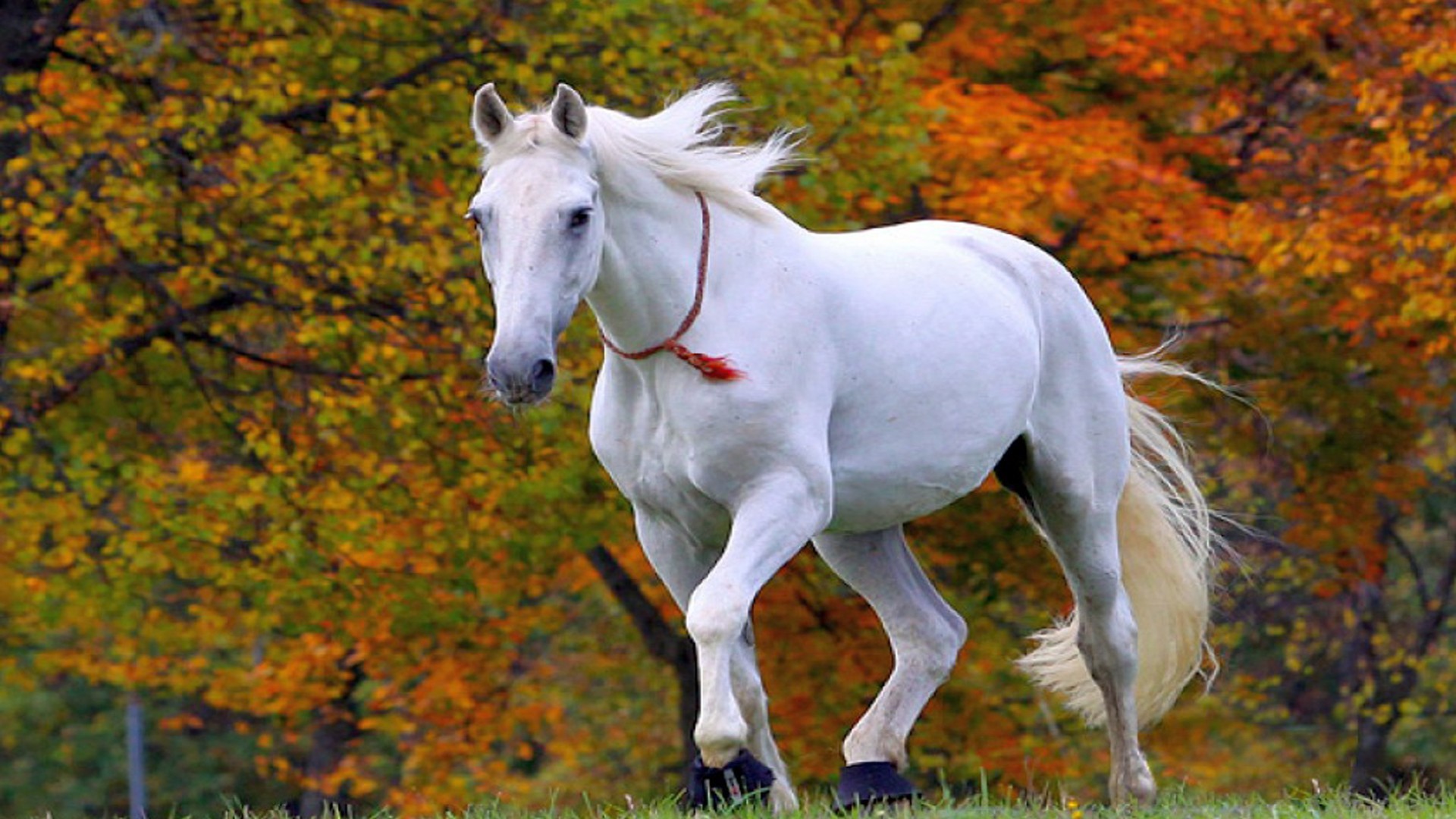 Beautiful Horses Wallpapers