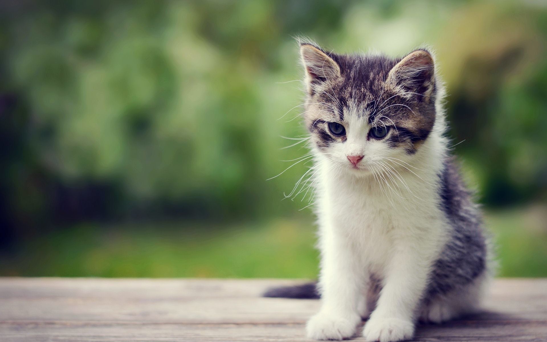 Beautiful Kitten Wallpapers Wallpapers