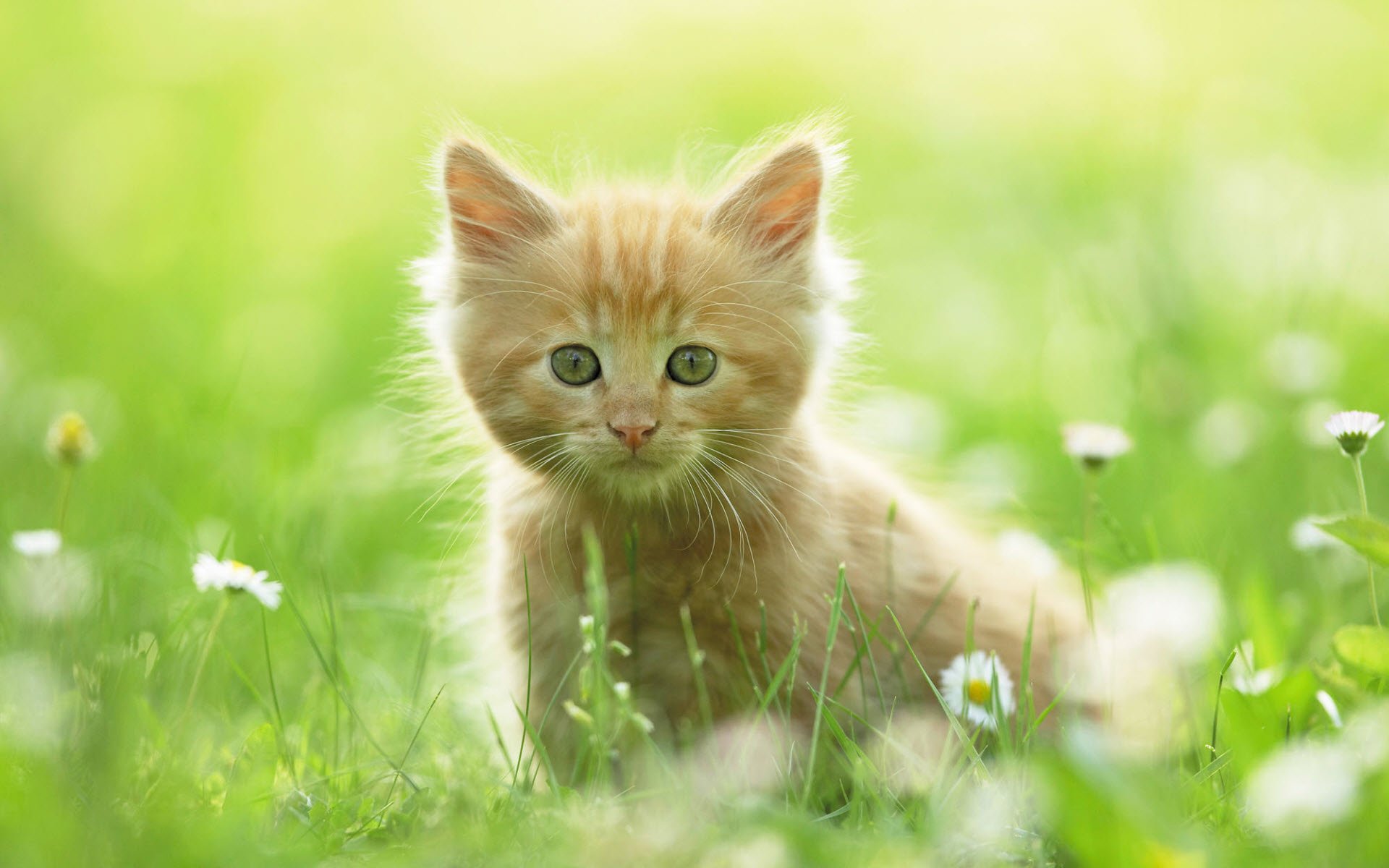 Beautiful Kitten Wallpapers Wallpapers