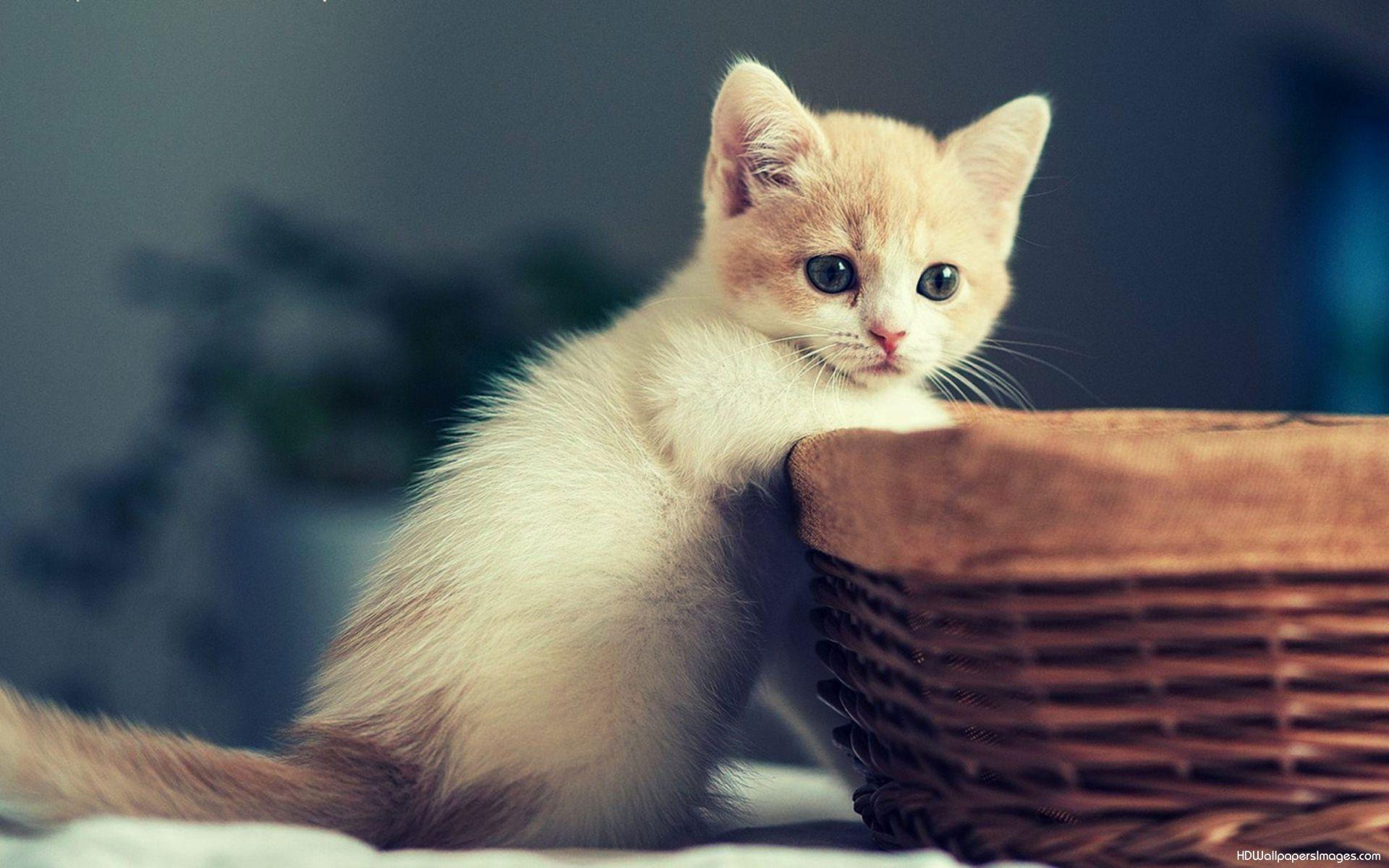 Beautiful Kitten Wallpapers Wallpapers