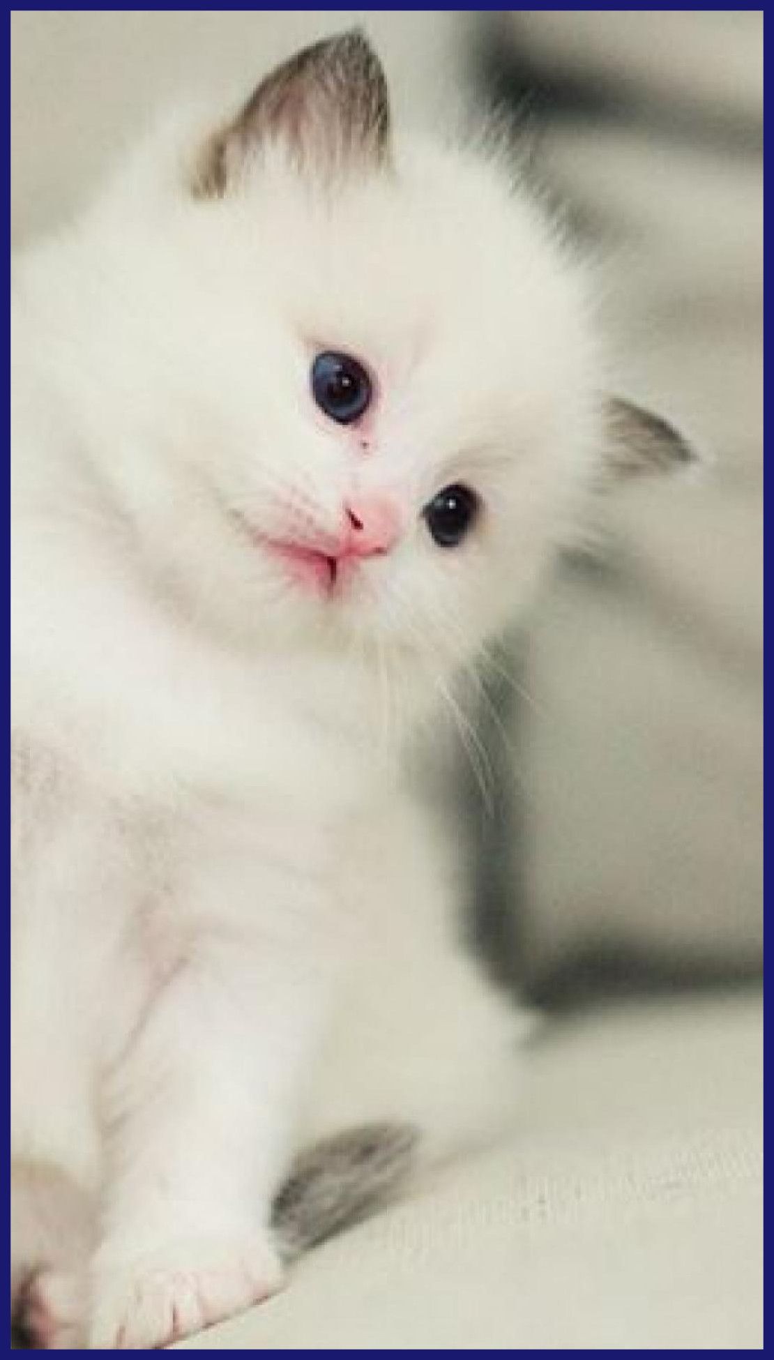 Beautiful Kitten Wallpapers Wallpapers