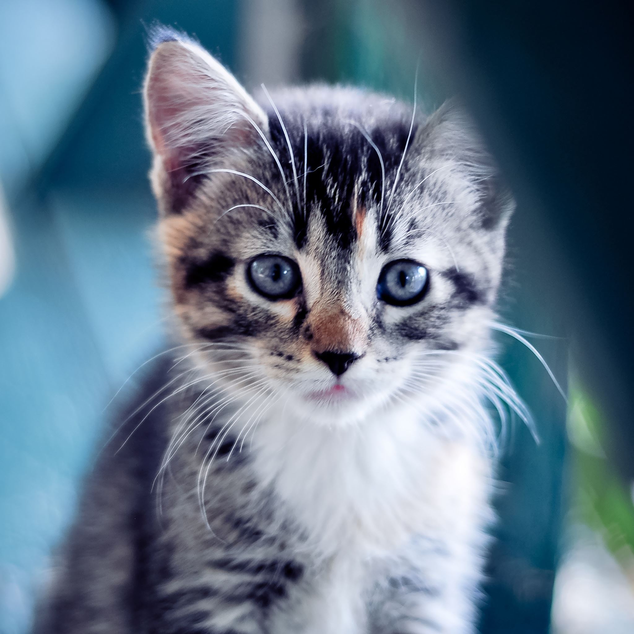 Beautiful Kitten Wallpapers Wallpapers