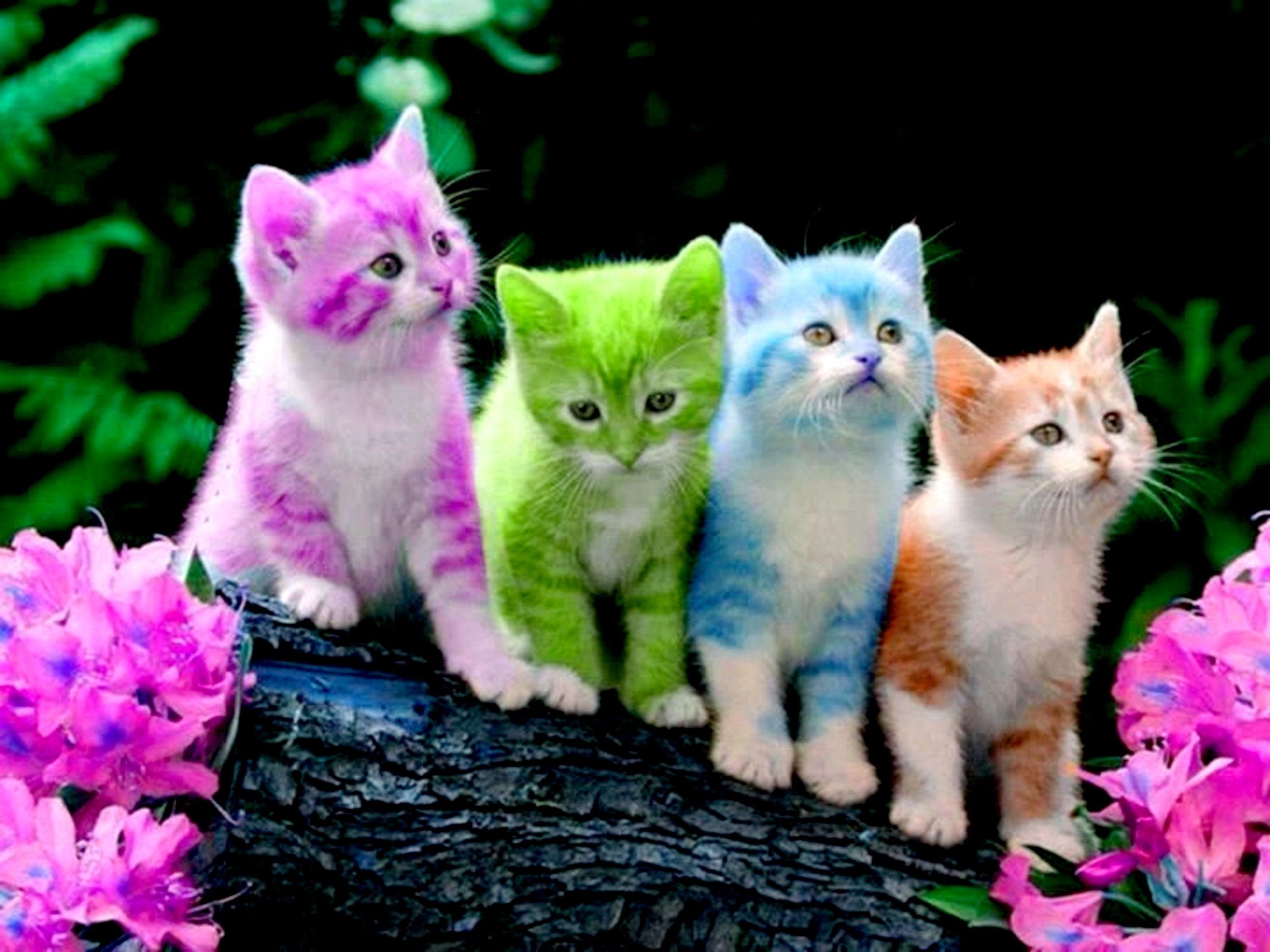 Beautiful Kitten Wallpapers Wallpapers