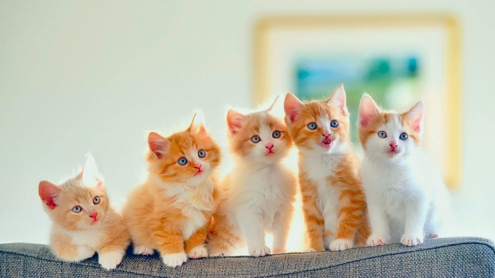 Beautiful Kitten Wallpapers Wallpapers