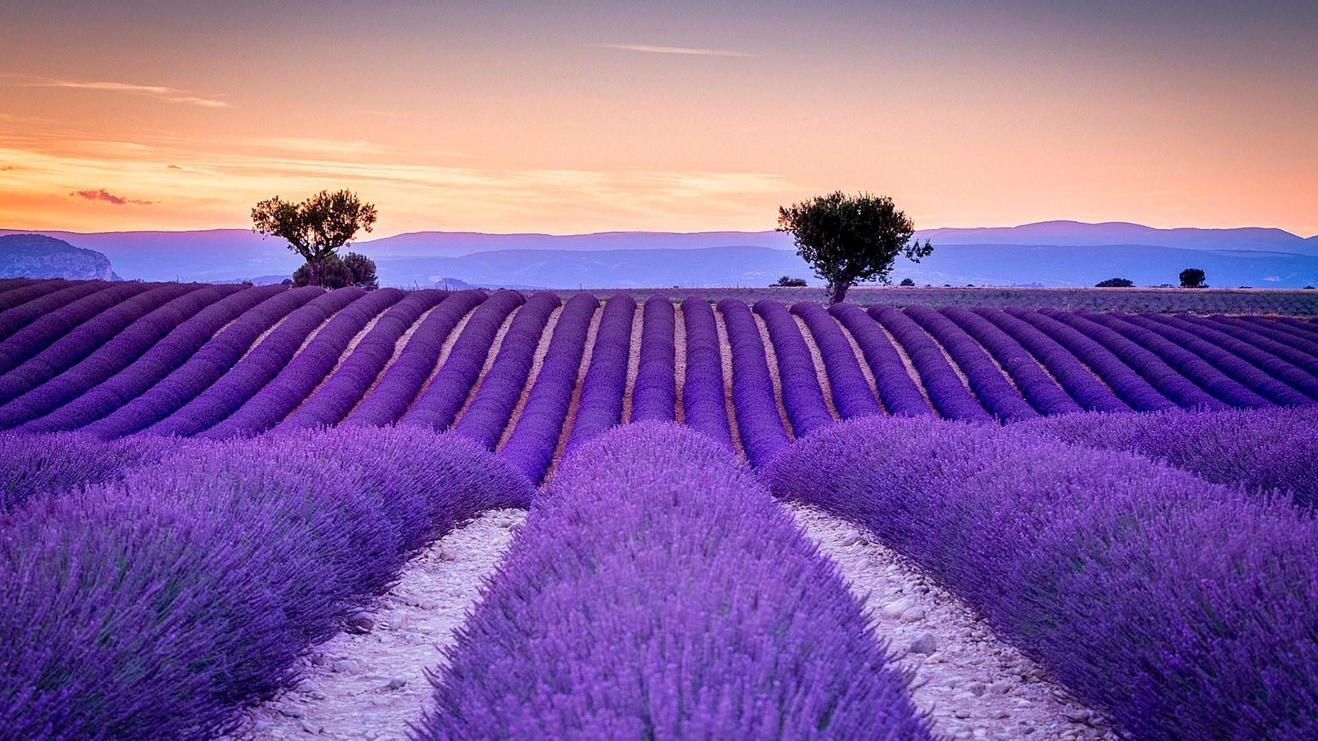 Beautiful Lavender Field Wallpapers Wallpapers