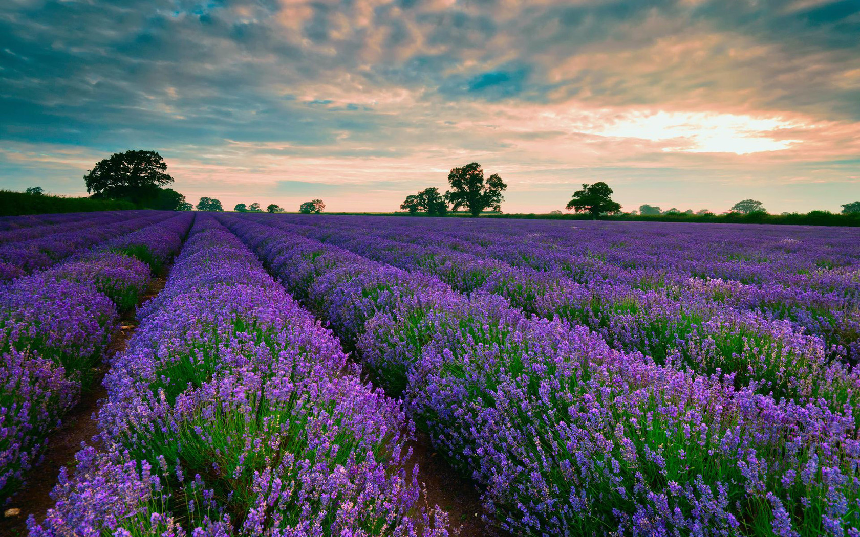 Beautiful Lavender Field Wallpapers Wallpapers