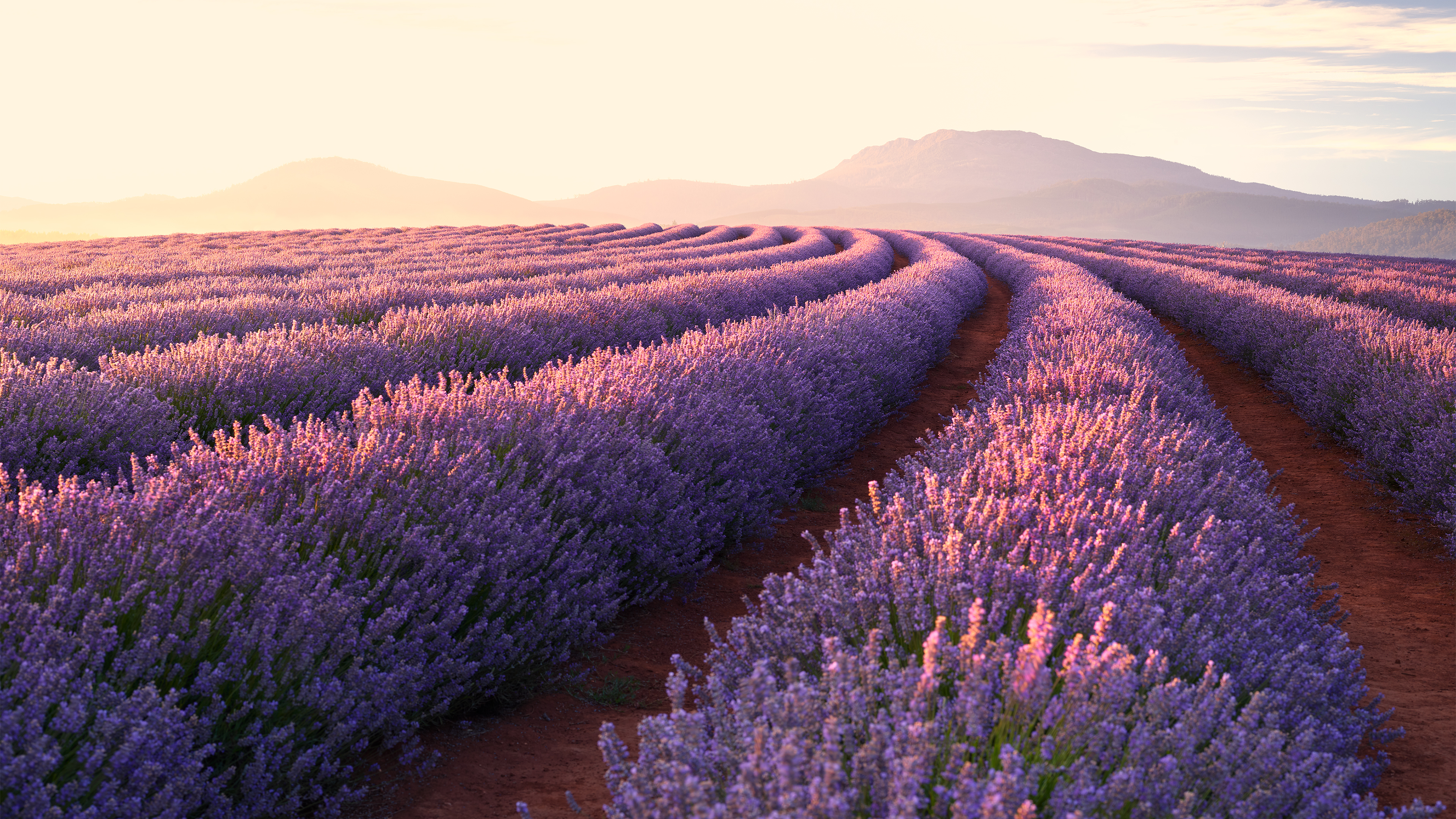 Beautiful Lavender Field Wallpapers Wallpapers