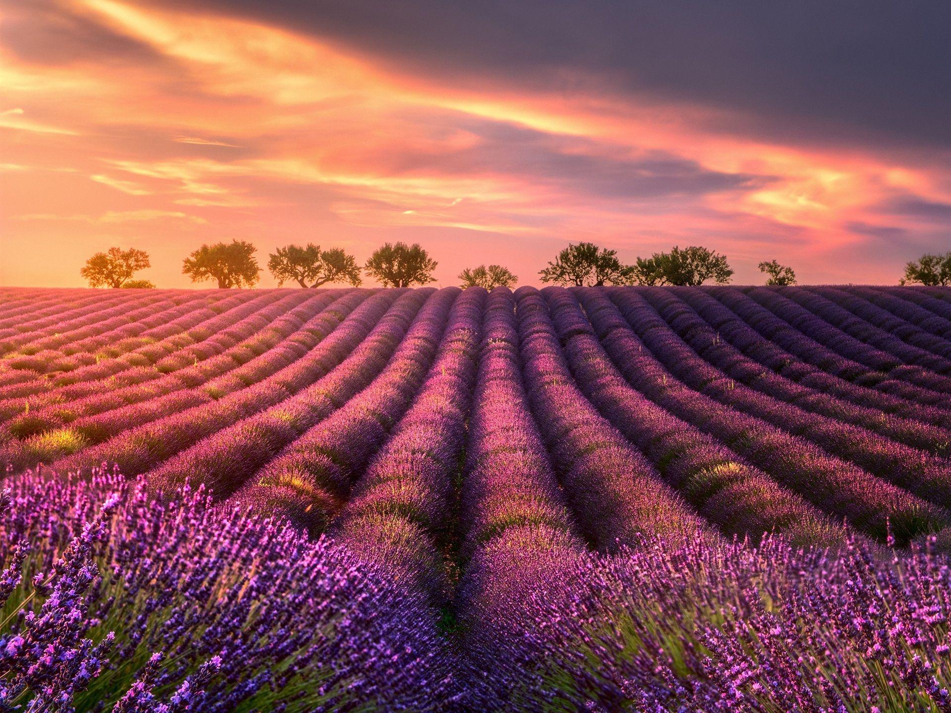 Beautiful Lavender Field Wallpapers Wallpapers