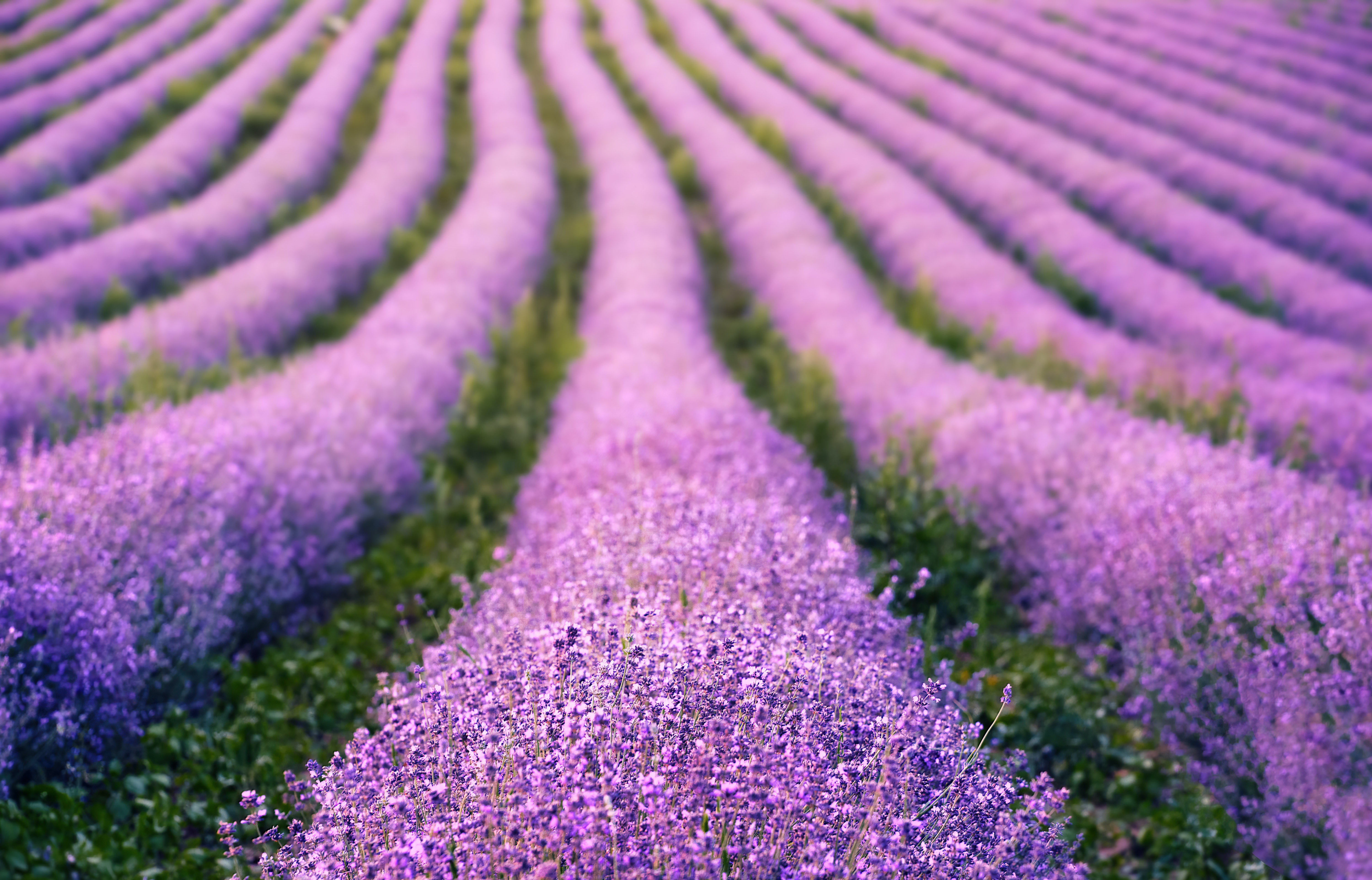 Beautiful Lavender Field Wallpapers Wallpapers