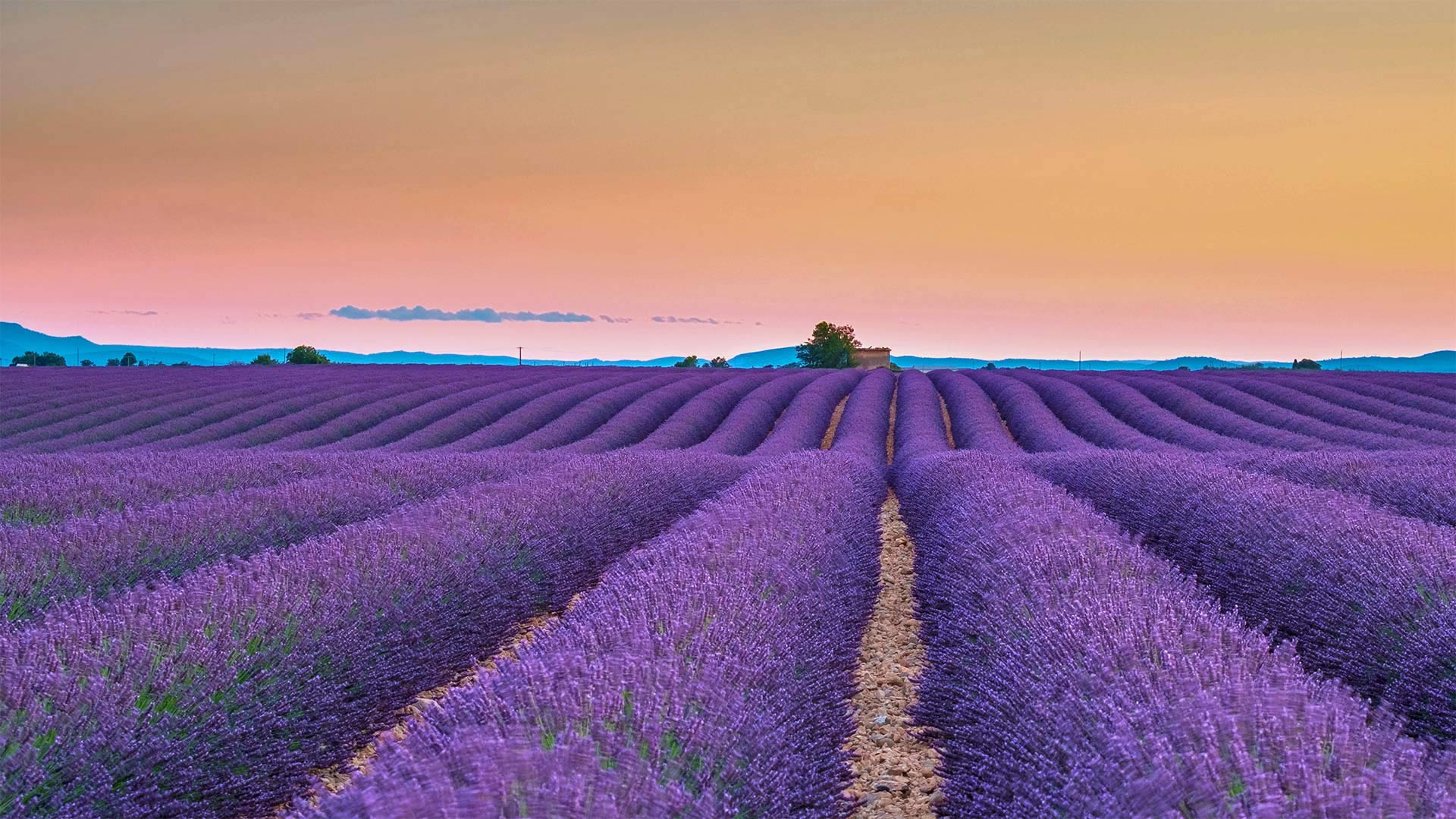 Beautiful Lavender Field Wallpapers Wallpapers