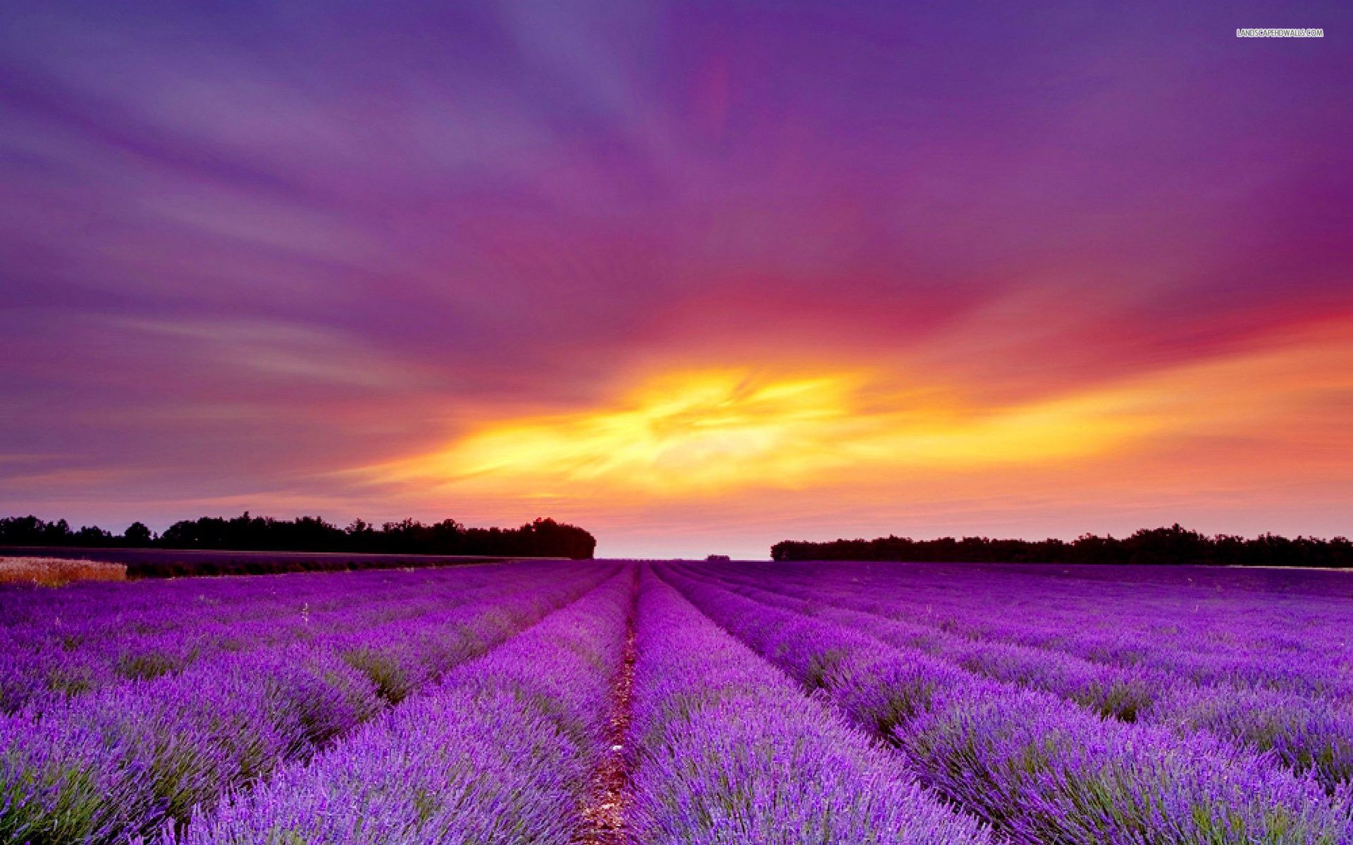 Beautiful Lavender Field Wallpapers Wallpapers