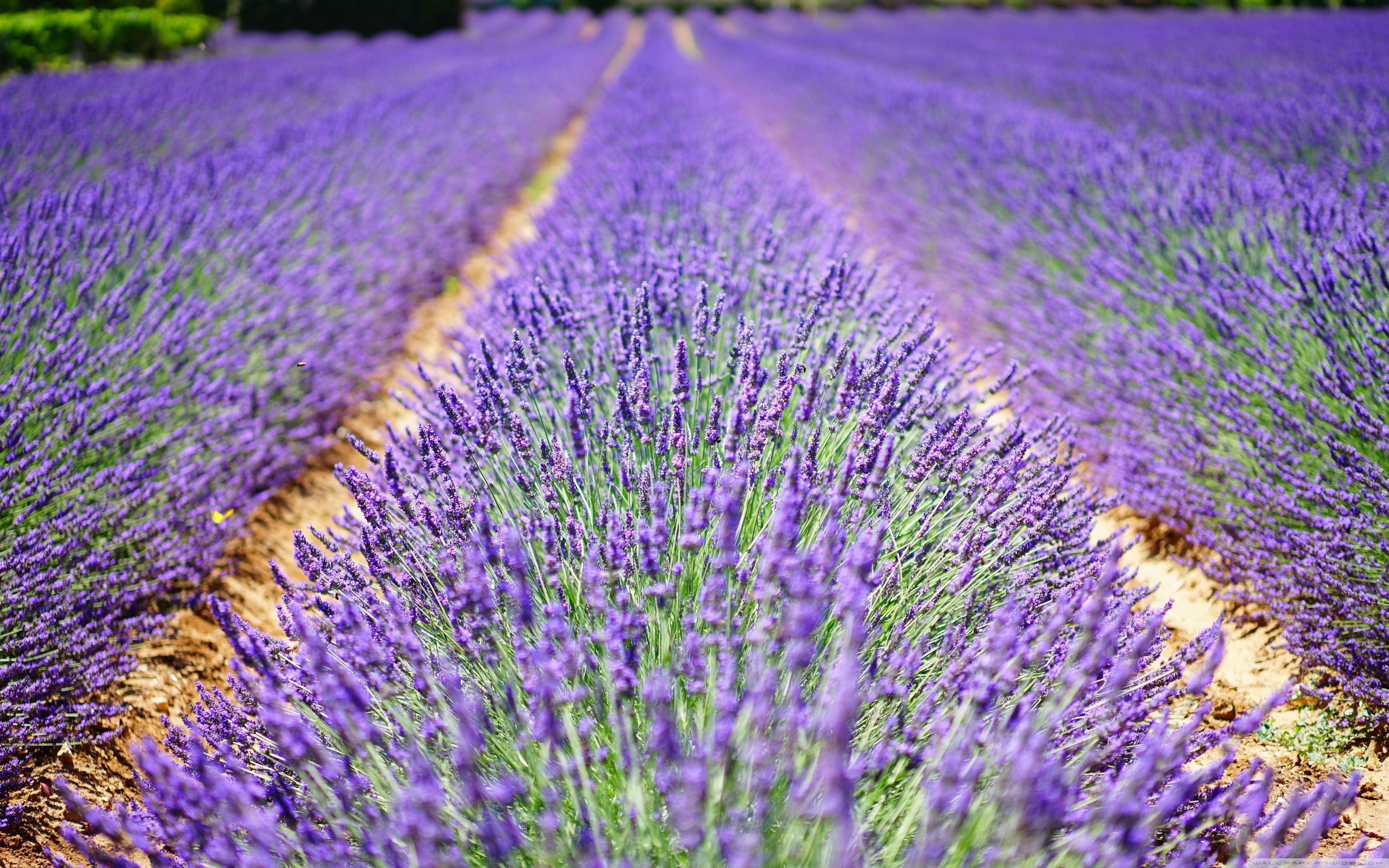 Beautiful Lavender Field Wallpapers Wallpapers