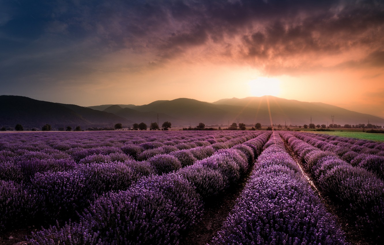 Beautiful Lavender Field Wallpapers Wallpapers