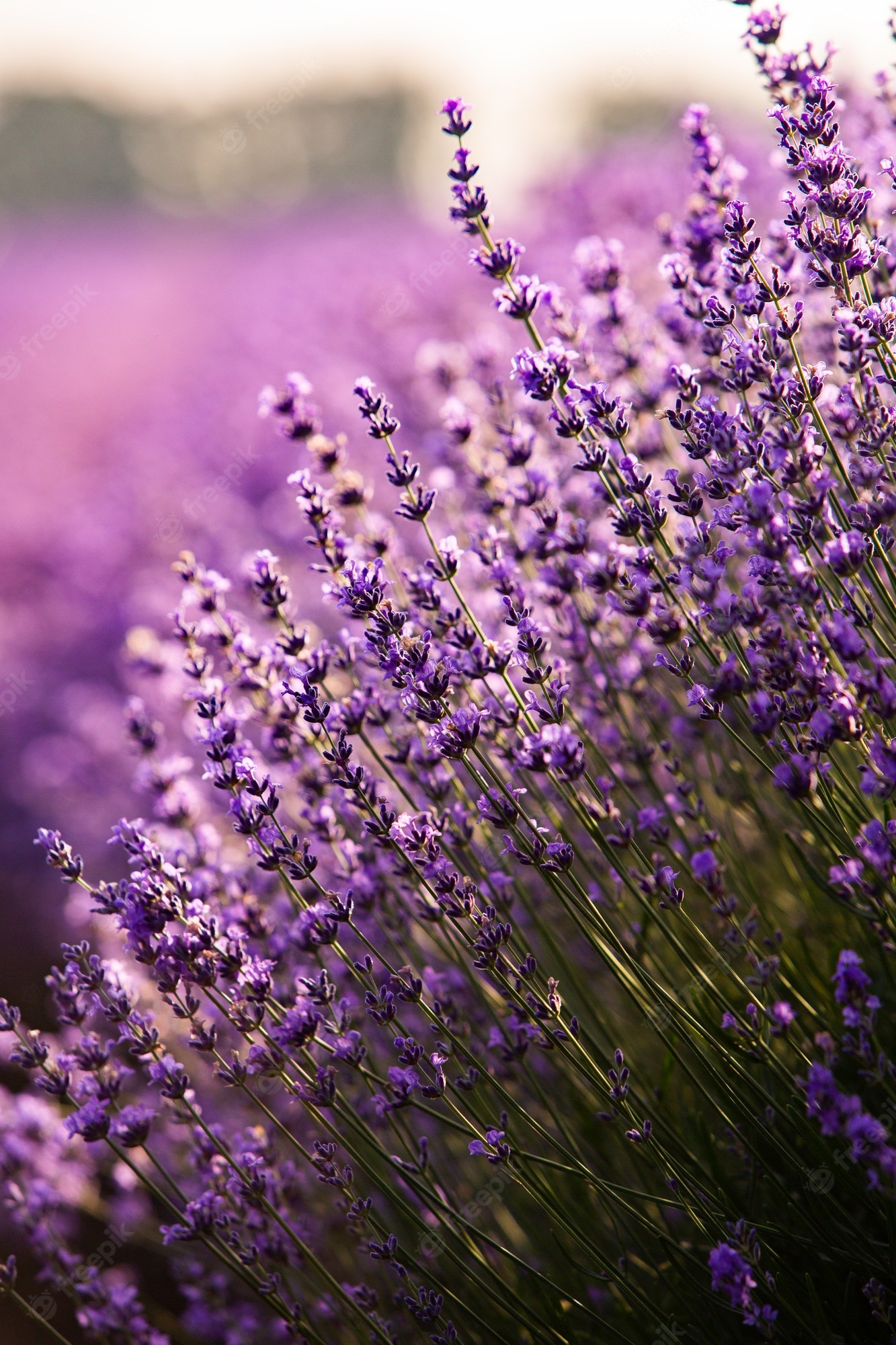 Beautiful Lavender Field Wallpapers Wallpapers