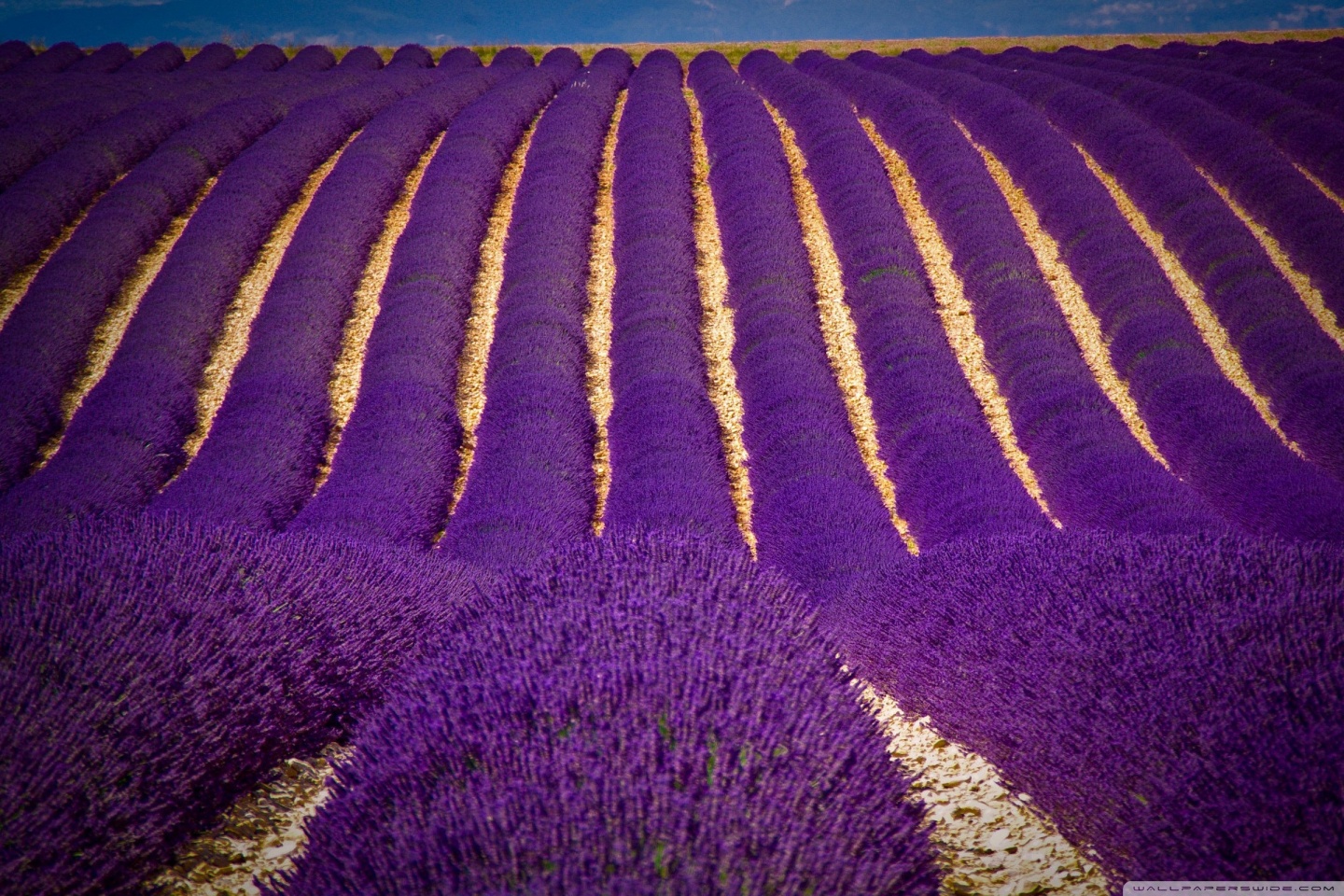 Beautiful Lavender Field Wallpapers Wallpapers