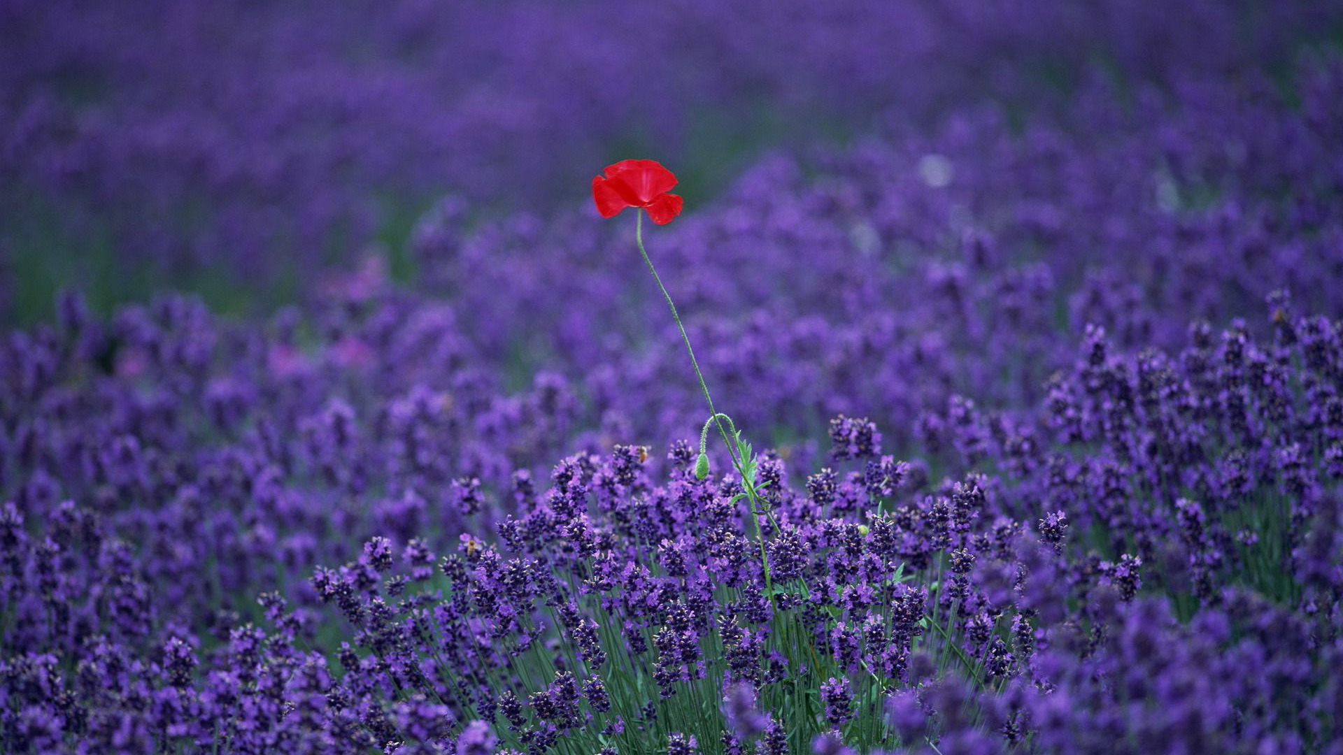 Beautiful Lavender Field Wallpapers Wallpapers