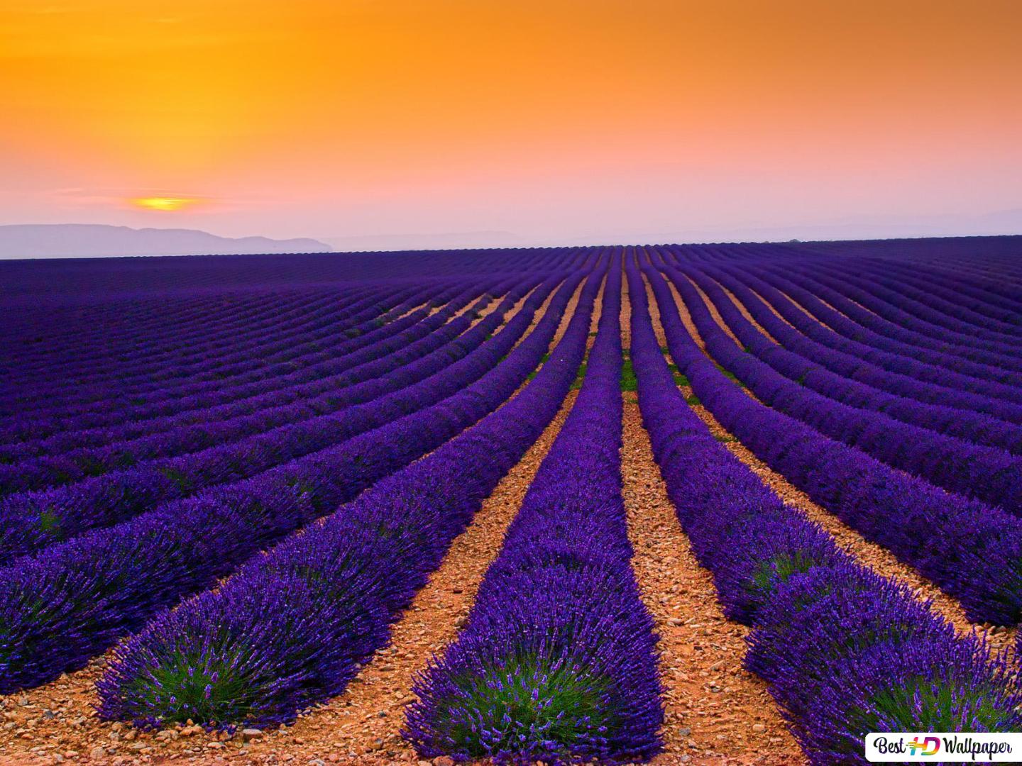 Beautiful Lavender Field Wallpapers Wallpapers