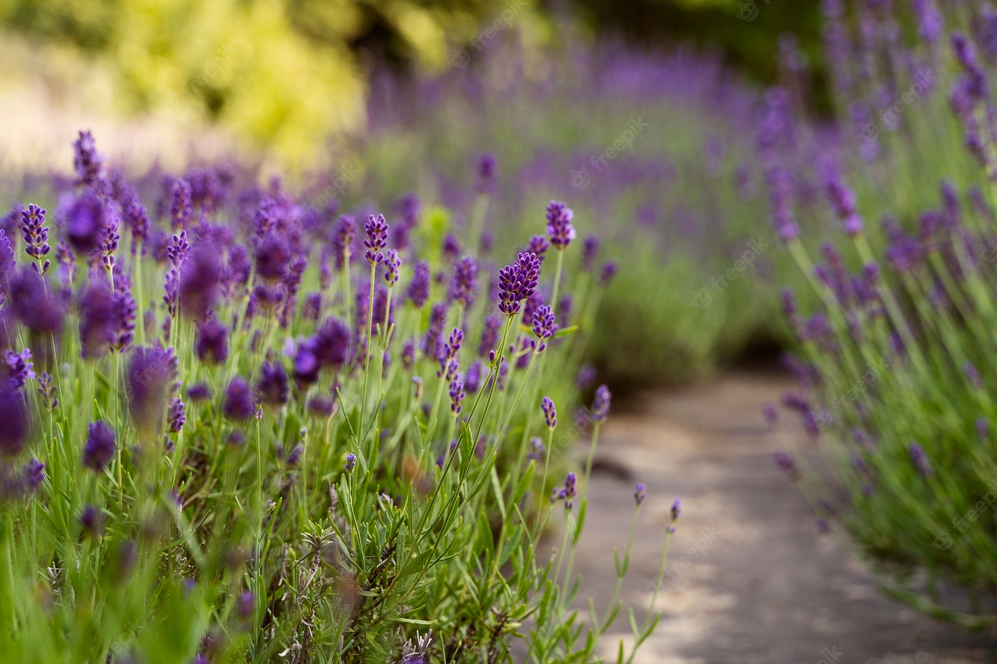 Beautiful Lavender Field Wallpapers Wallpapers