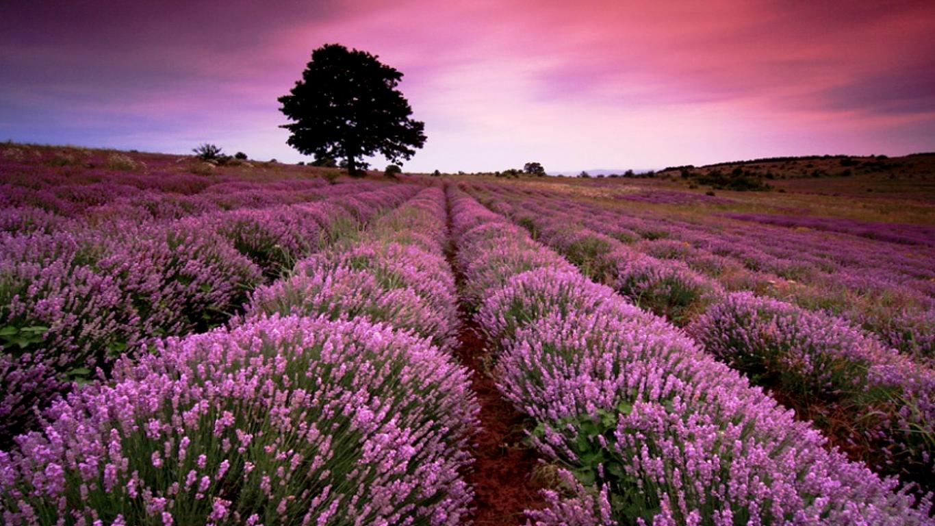 Beautiful Lavender Field Wallpapers Wallpapers