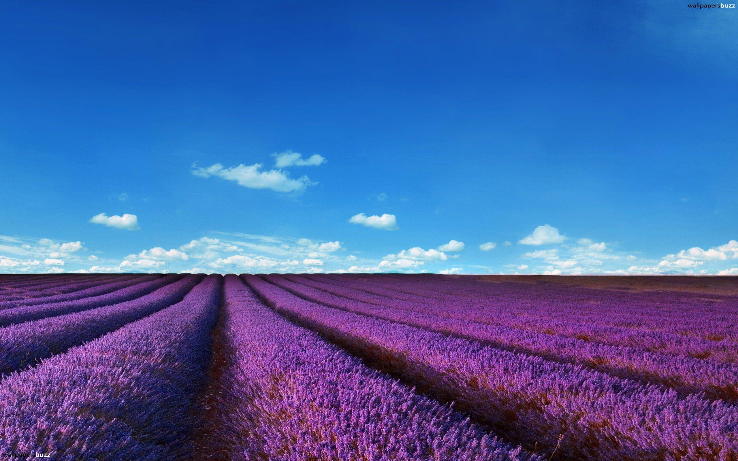 Beautiful Lavender Field Wallpapers Wallpapers