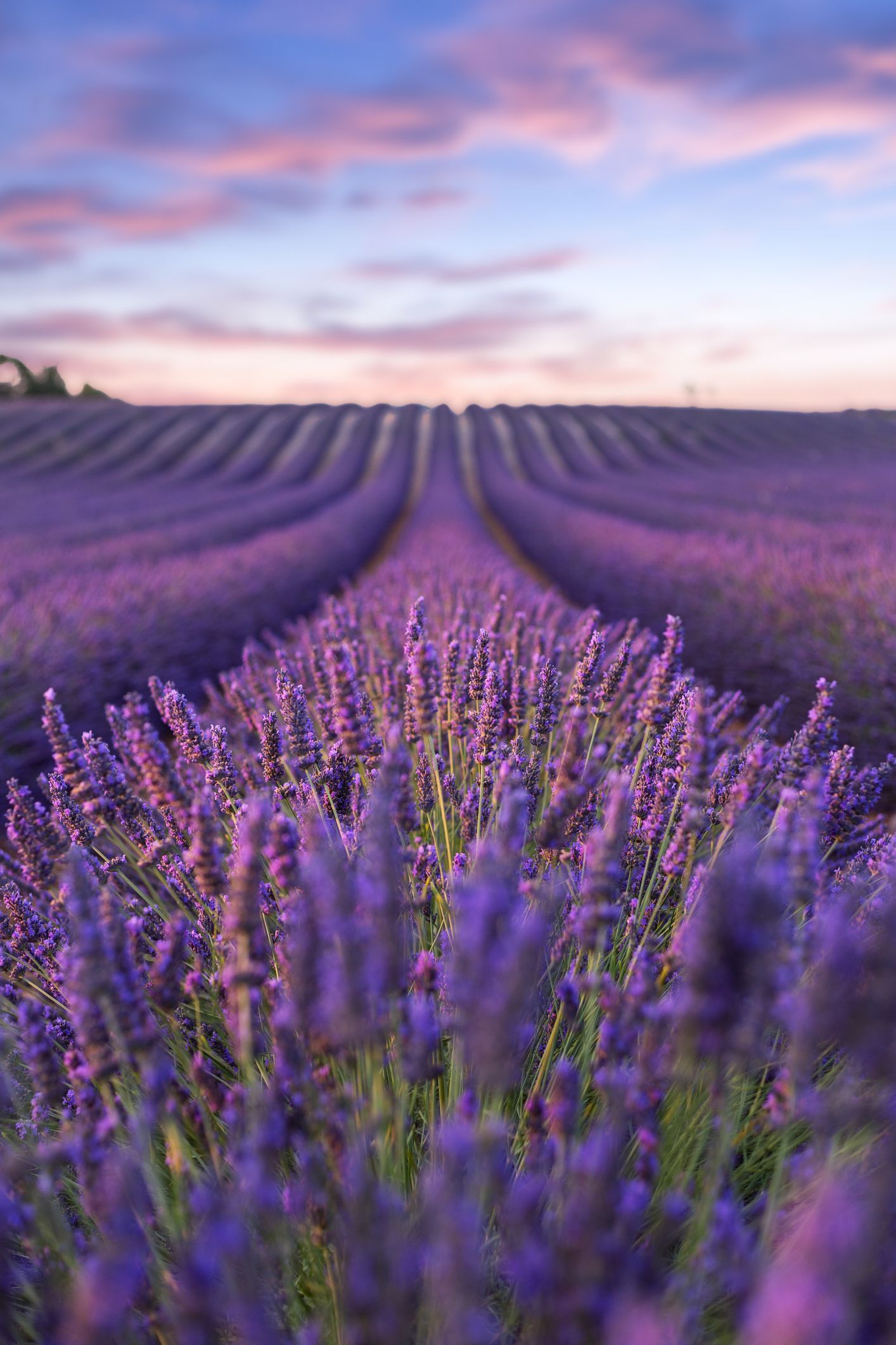 Beautiful Lavender Field Wallpapers Wallpapers