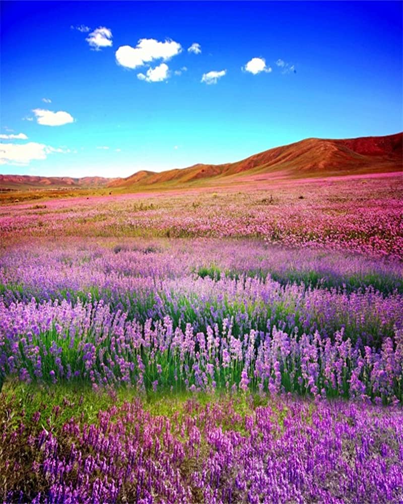 Beautiful Lavender Field Wallpapers Wallpapers