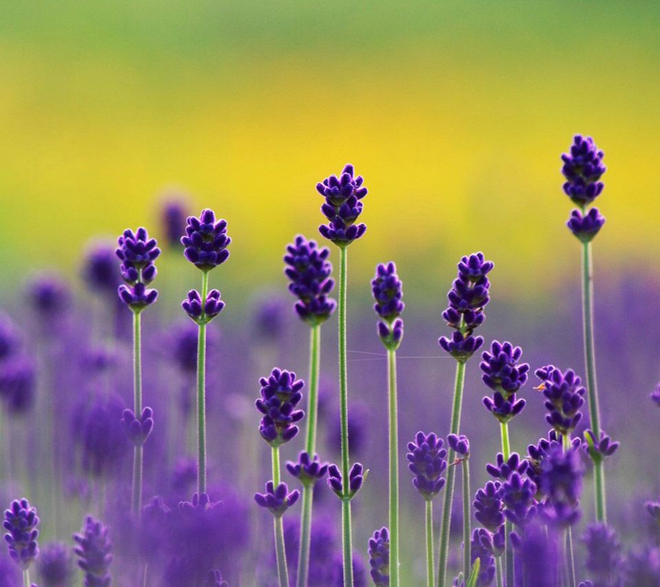 Beautiful Lavender Field Wallpapers Wallpapers