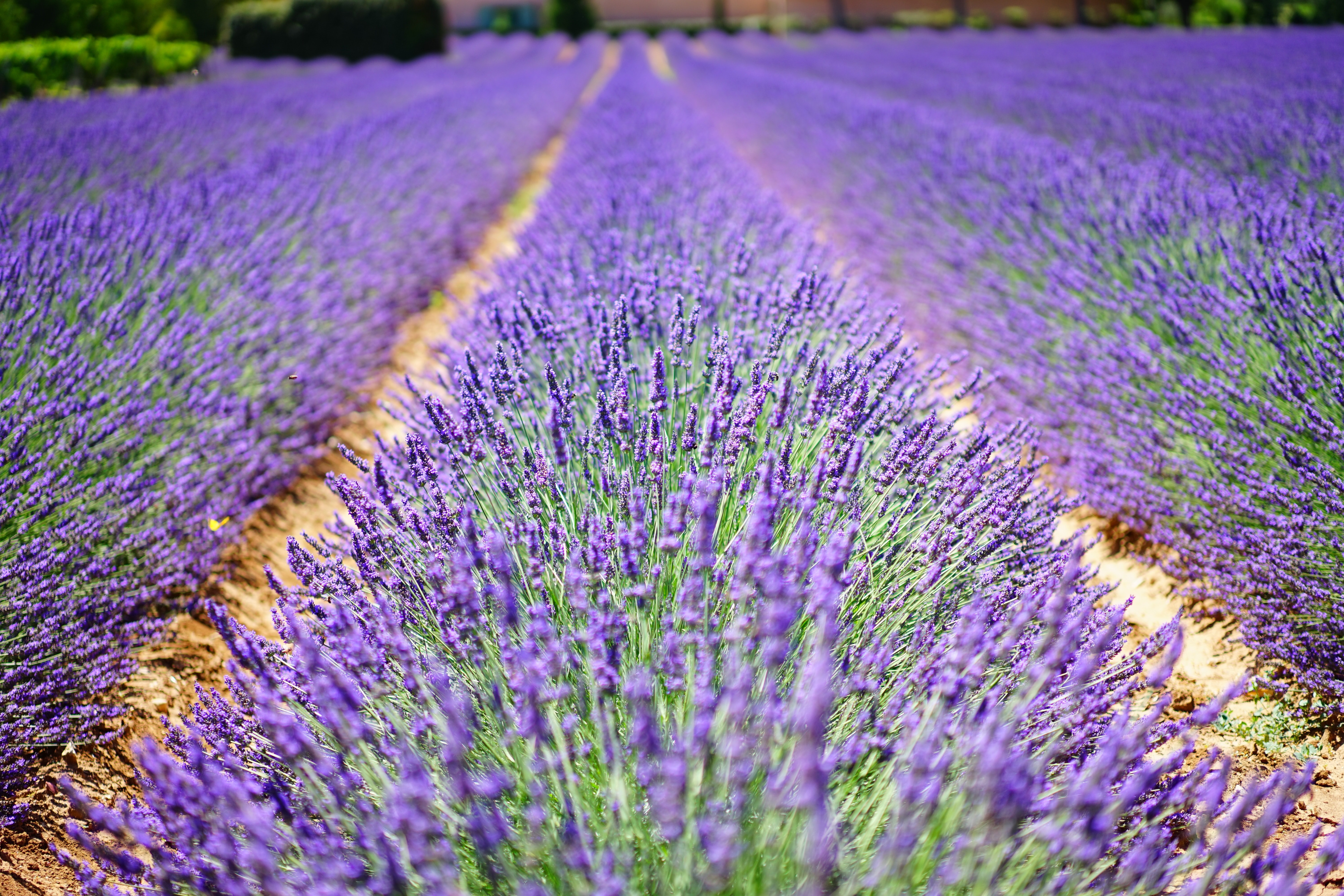 Beautiful Lavender Field Wallpapers Wallpapers