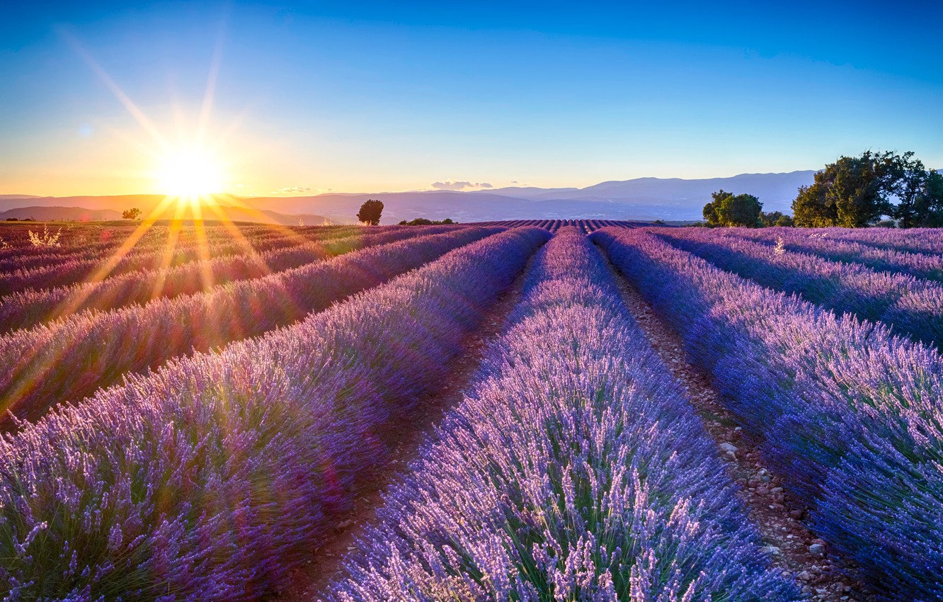 Beautiful Lavender Field Wallpapers Wallpapers