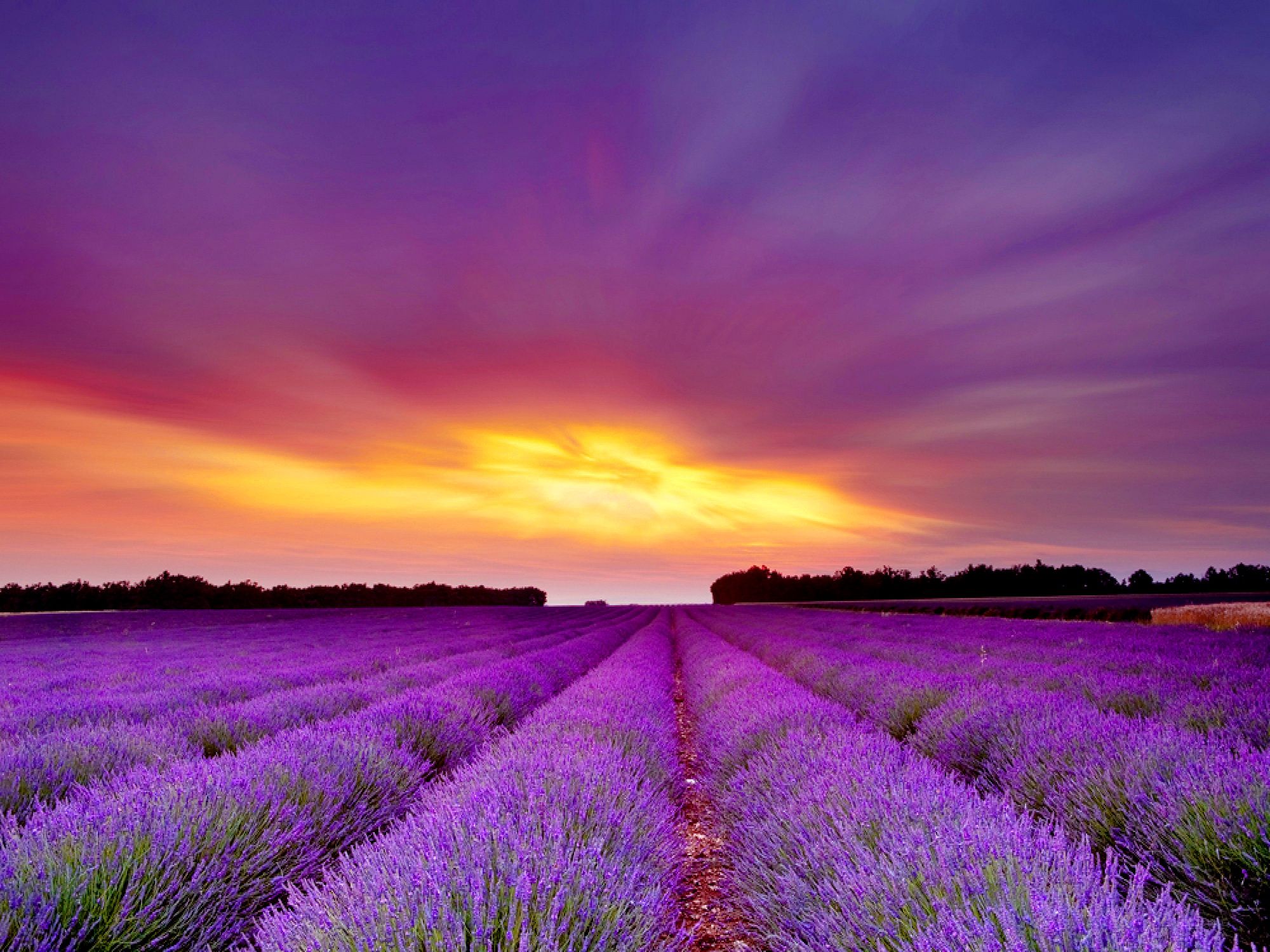 Beautiful Lavender Field Wallpapers Wallpapers