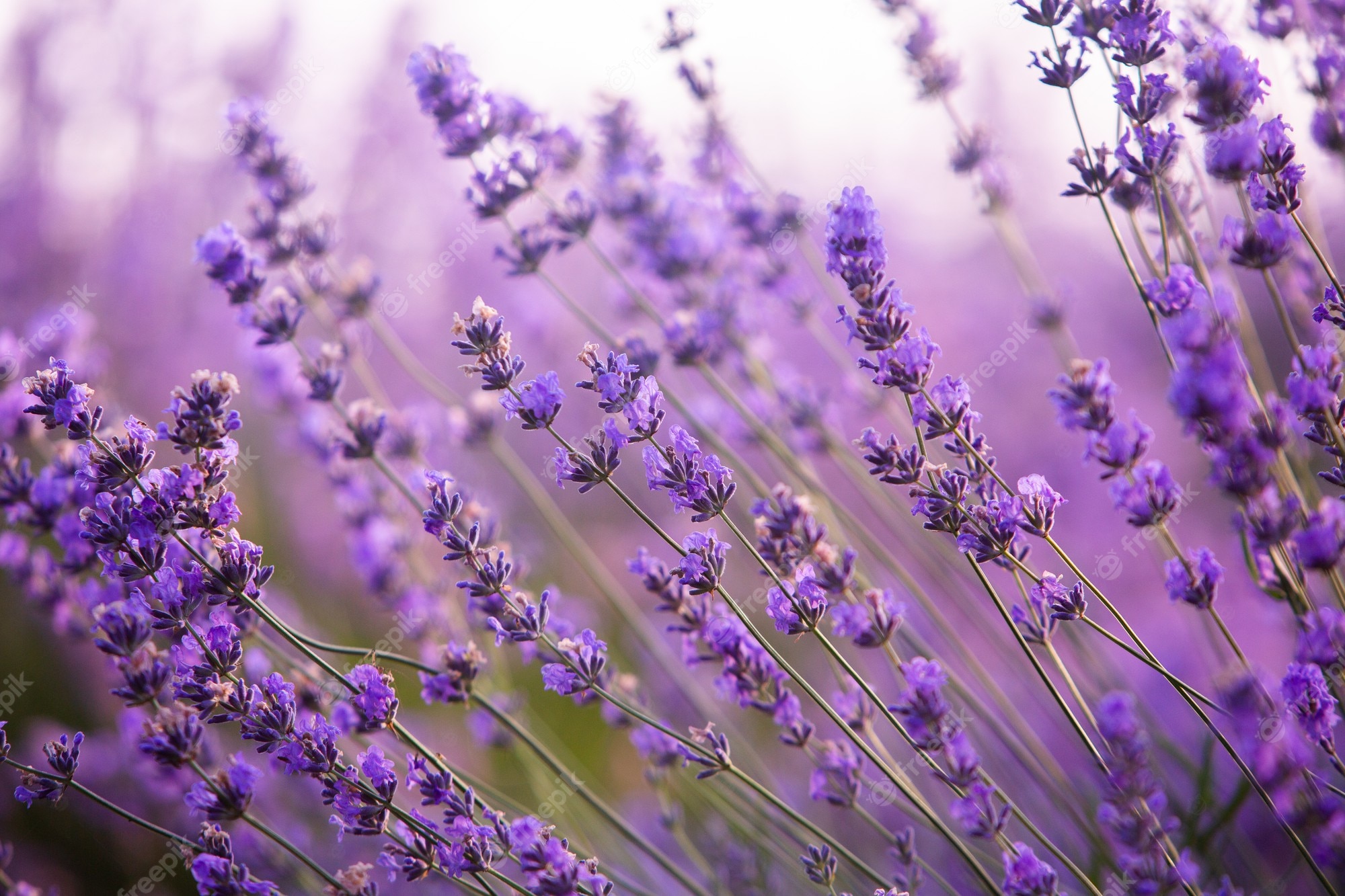 Beautiful Lavender Field Wallpapers Wallpapers