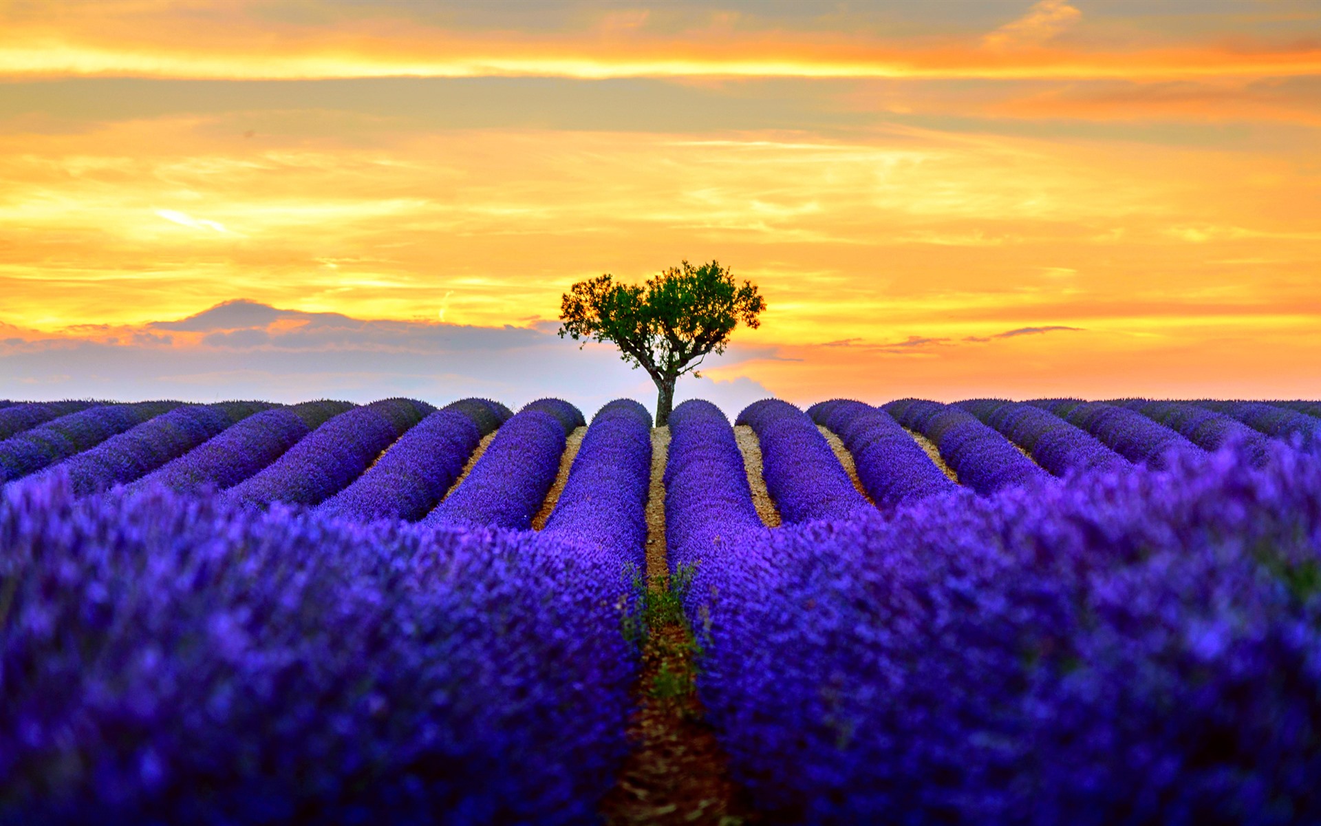 Beautiful Lavender Field Wallpapers Wallpapers