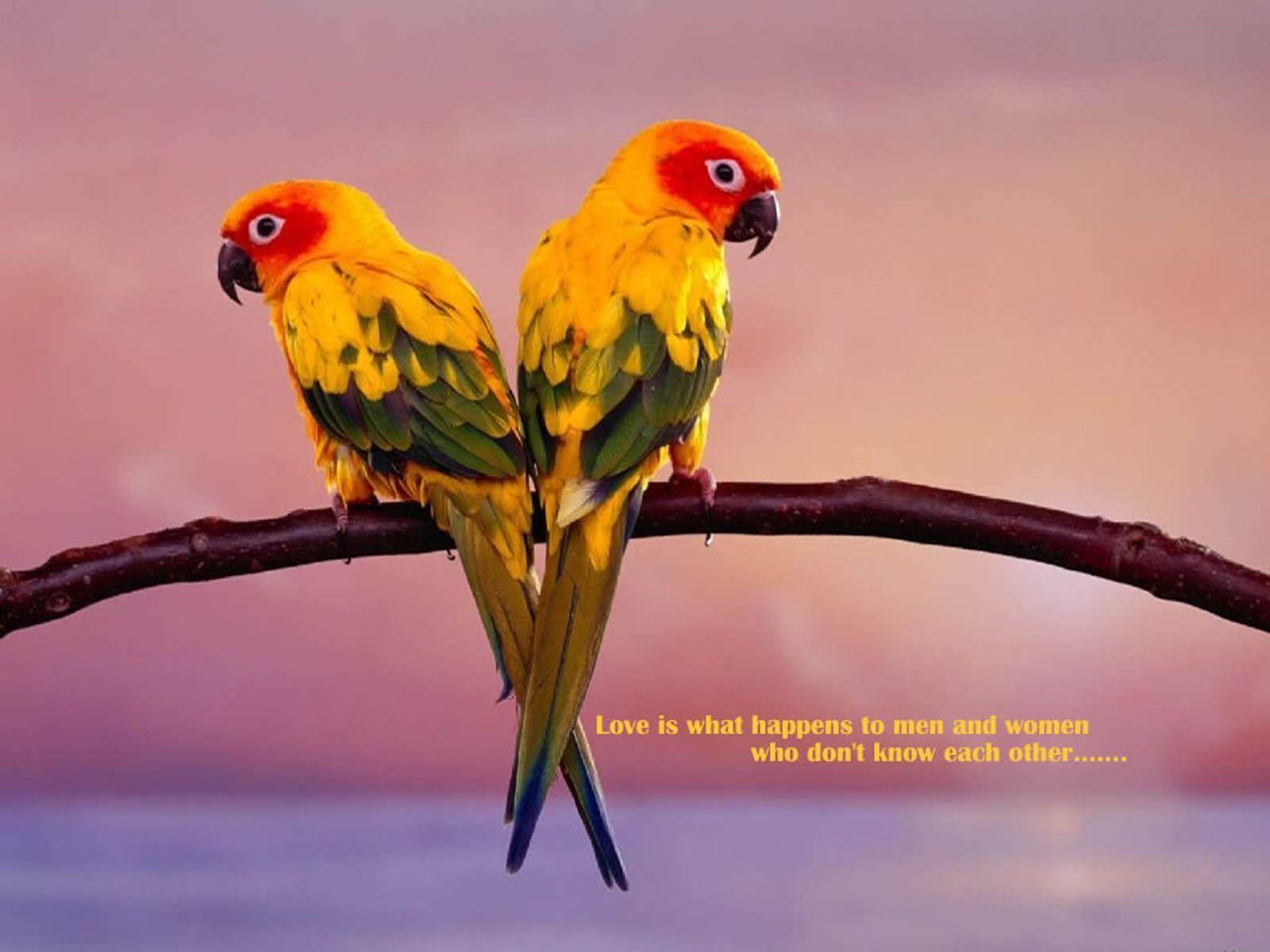 Beautiful Love Birds Wallpapers