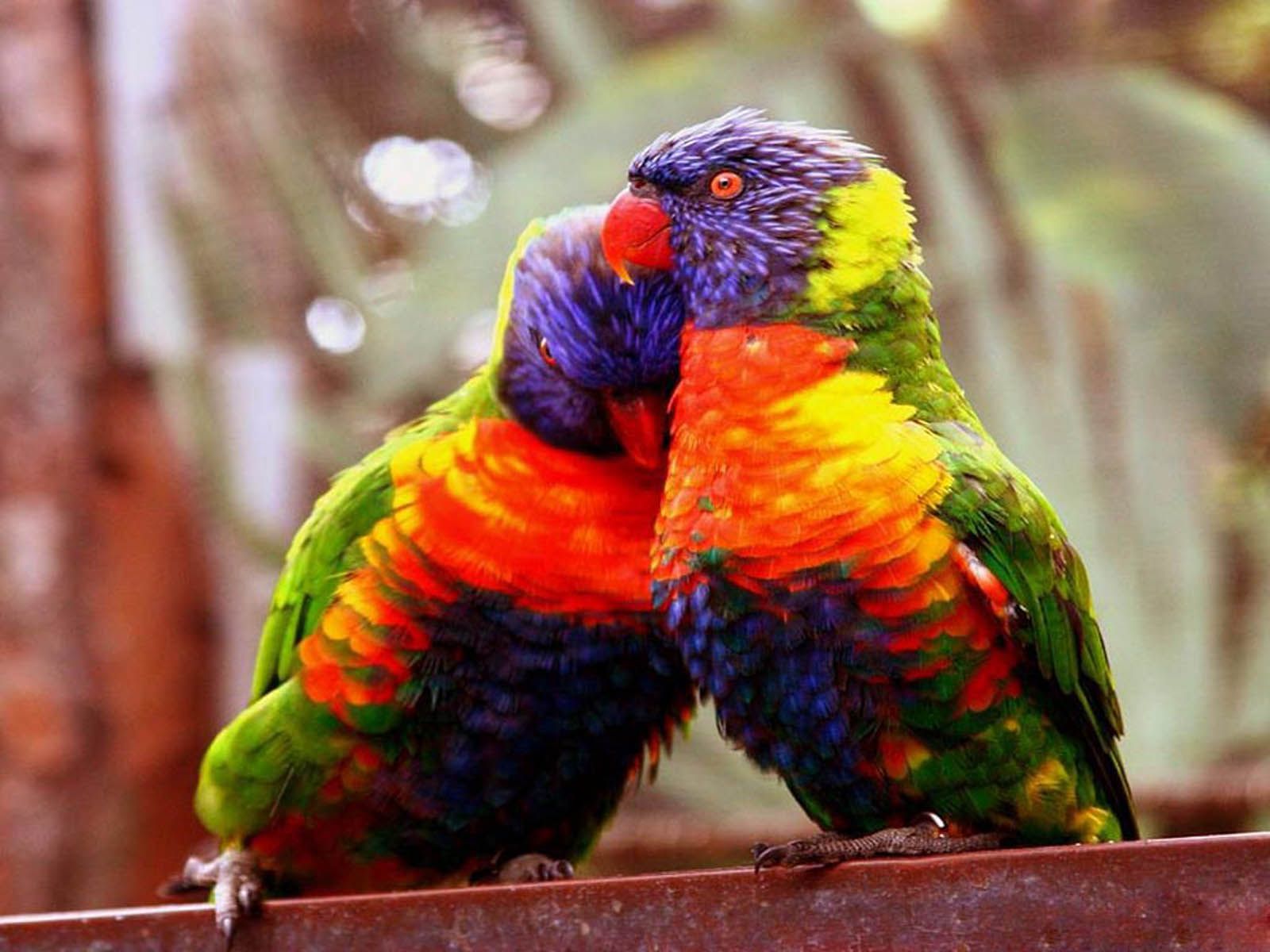 Beautiful Love Birds Wallpapers