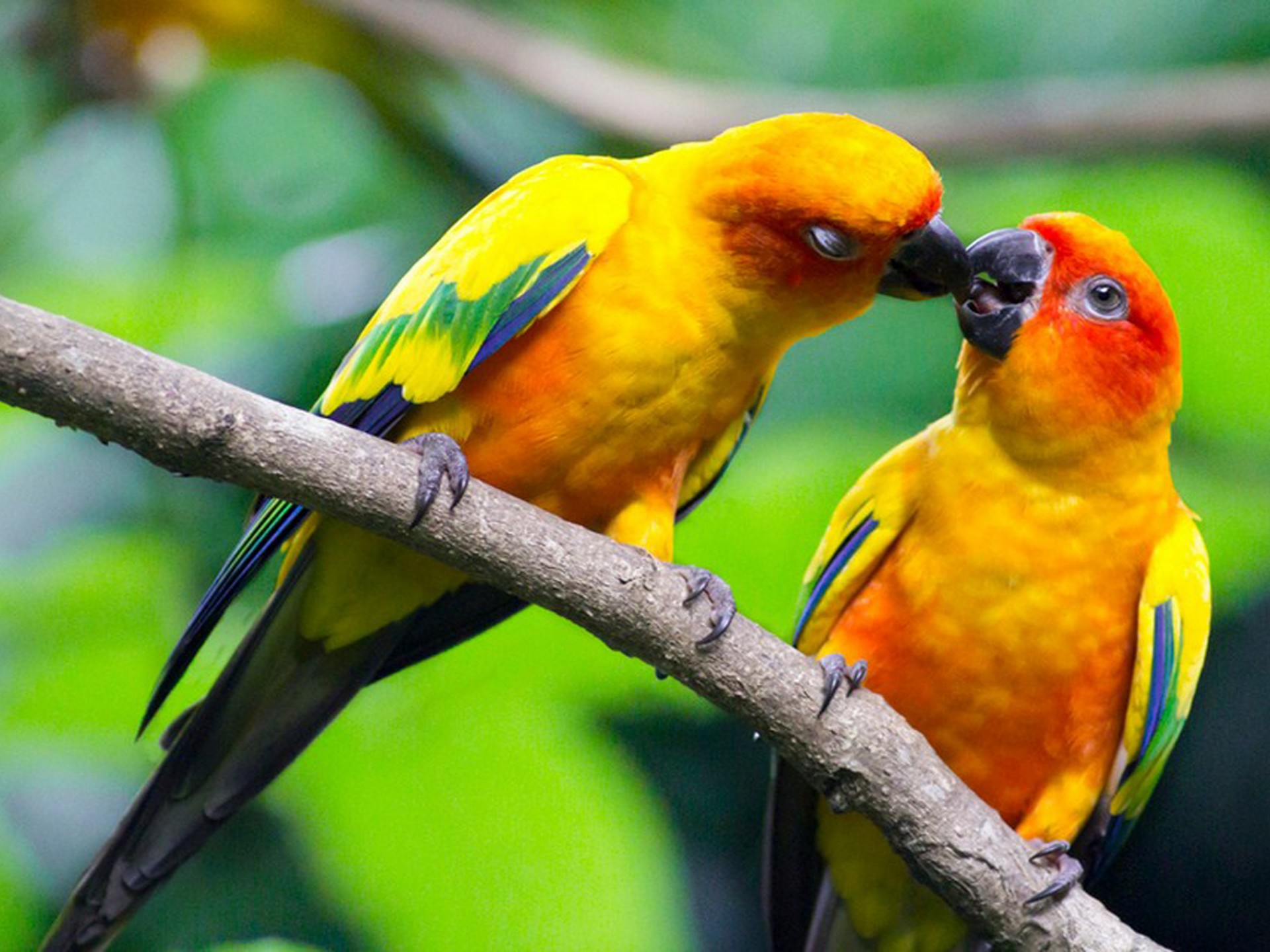 Beautiful Love Birds Wallpapers