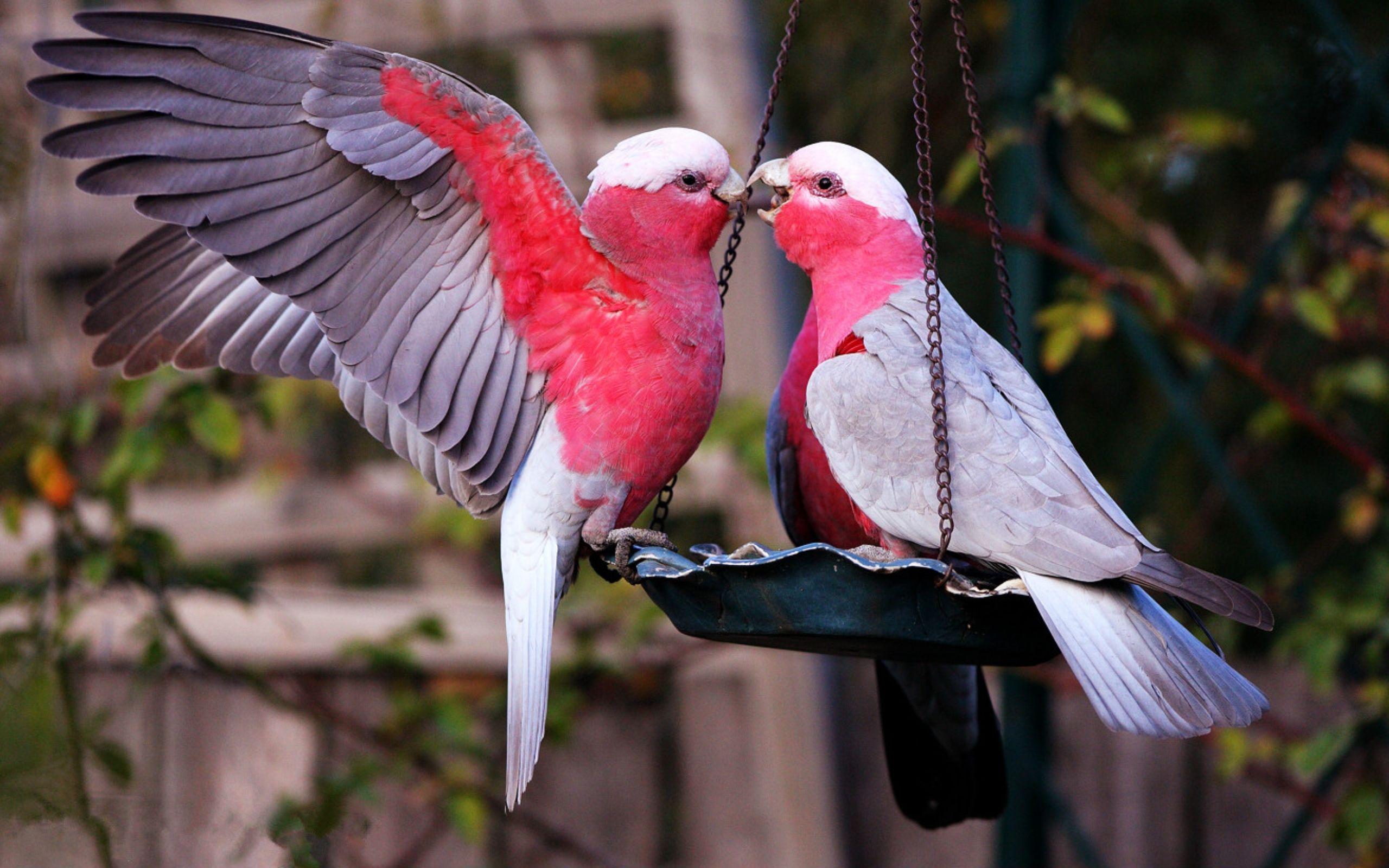 Beautiful Love Birds Wallpapers